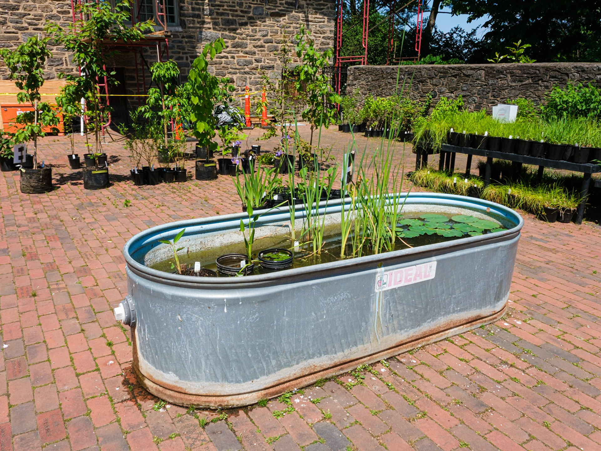 Tub With Water Plants at Bartram’s