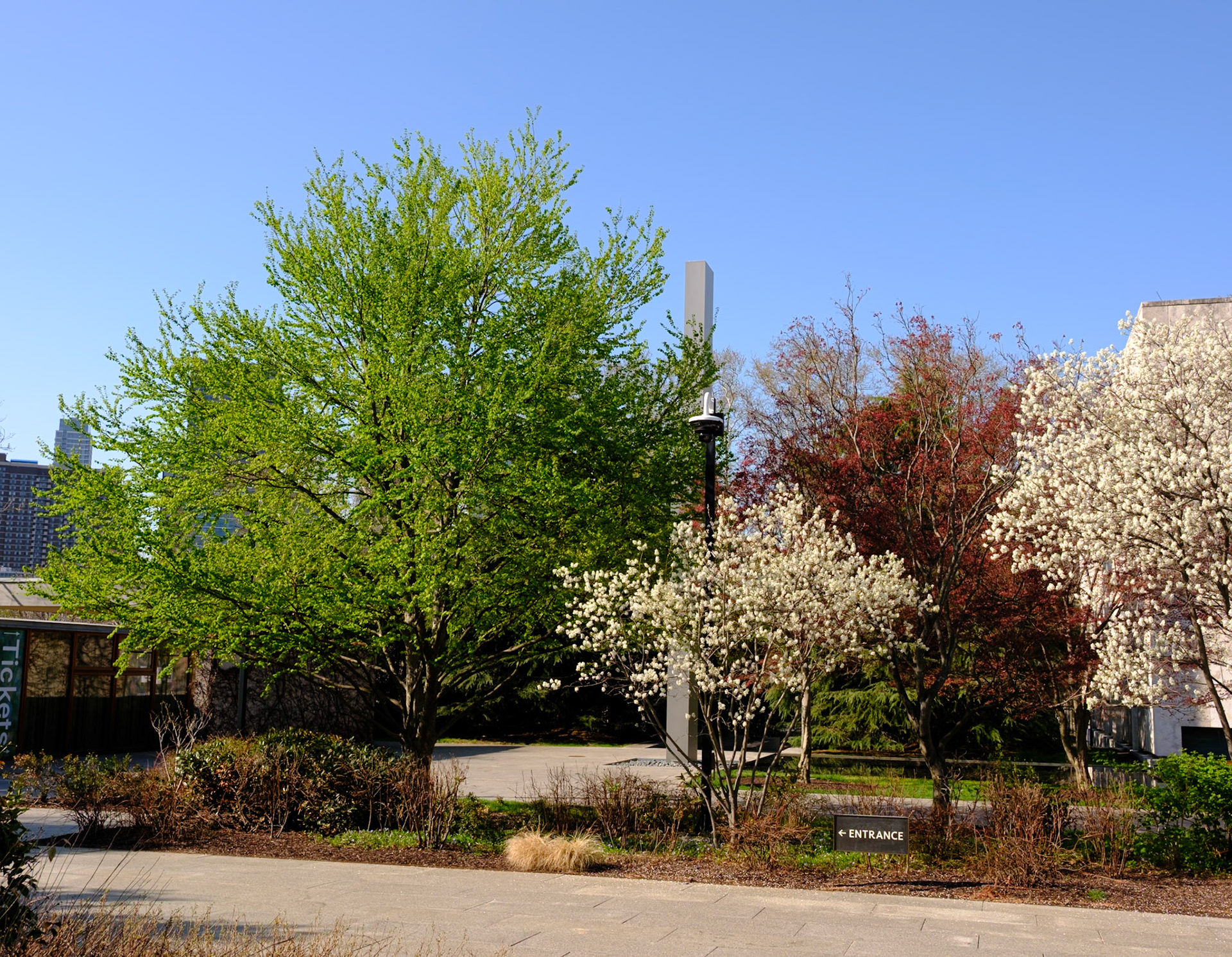 Barnes Foundation April Blossoms