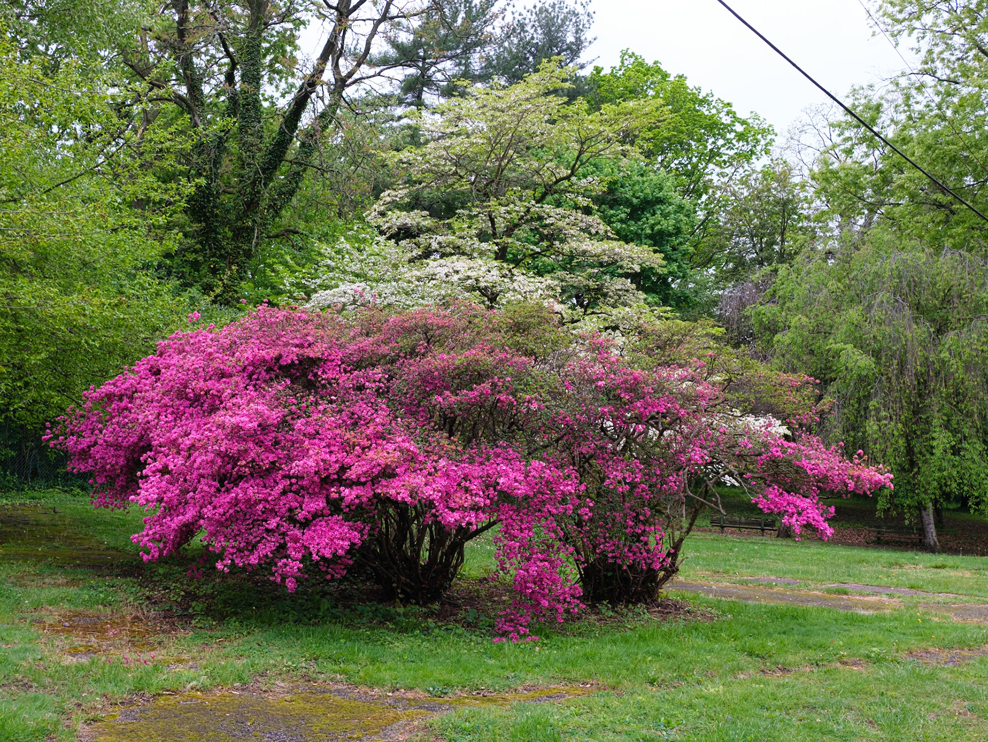Pinks and Whites on Lansdowne Drive