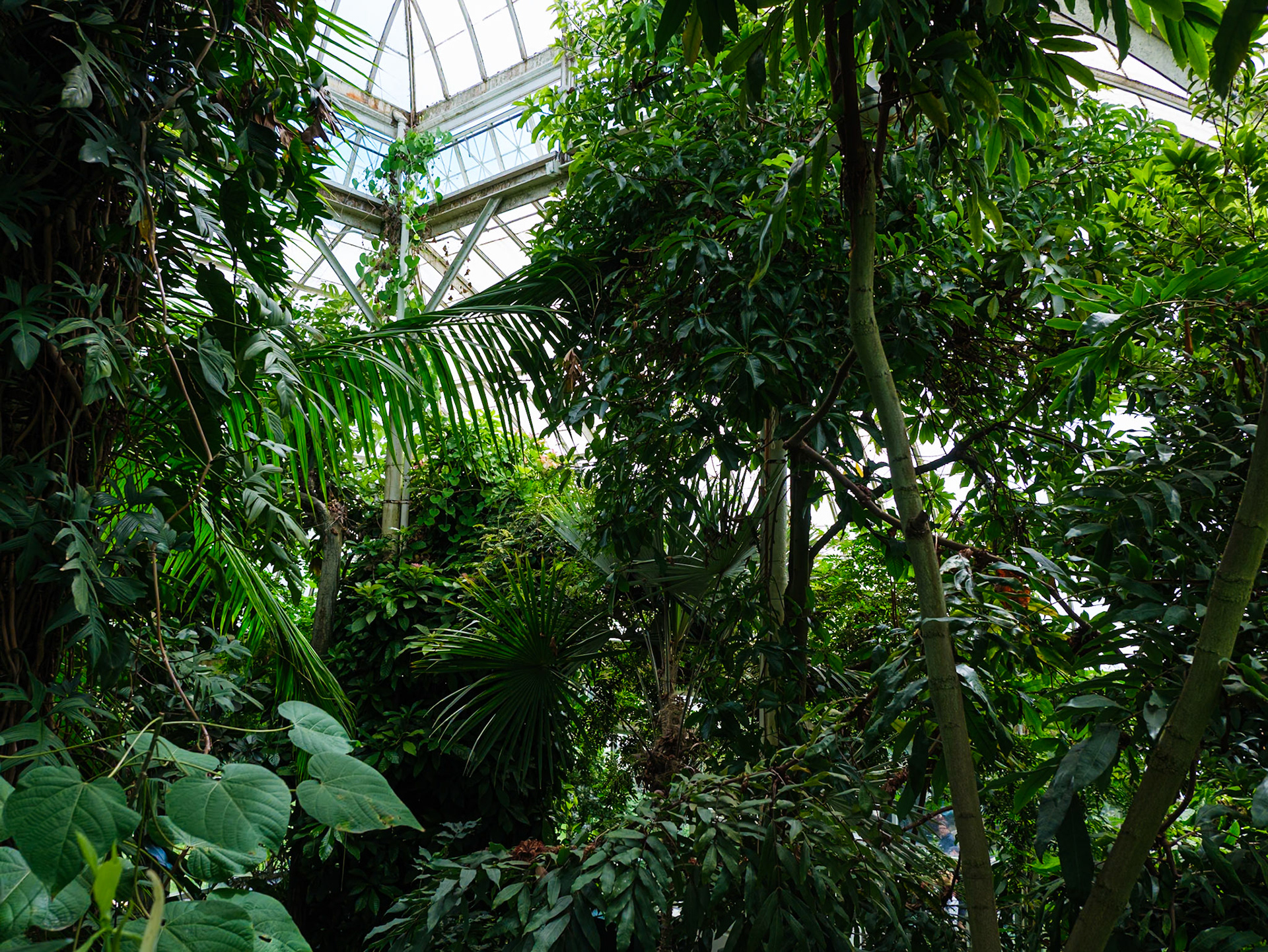 Tropical Ensemble Viewed from Higher Platform at Tropical House