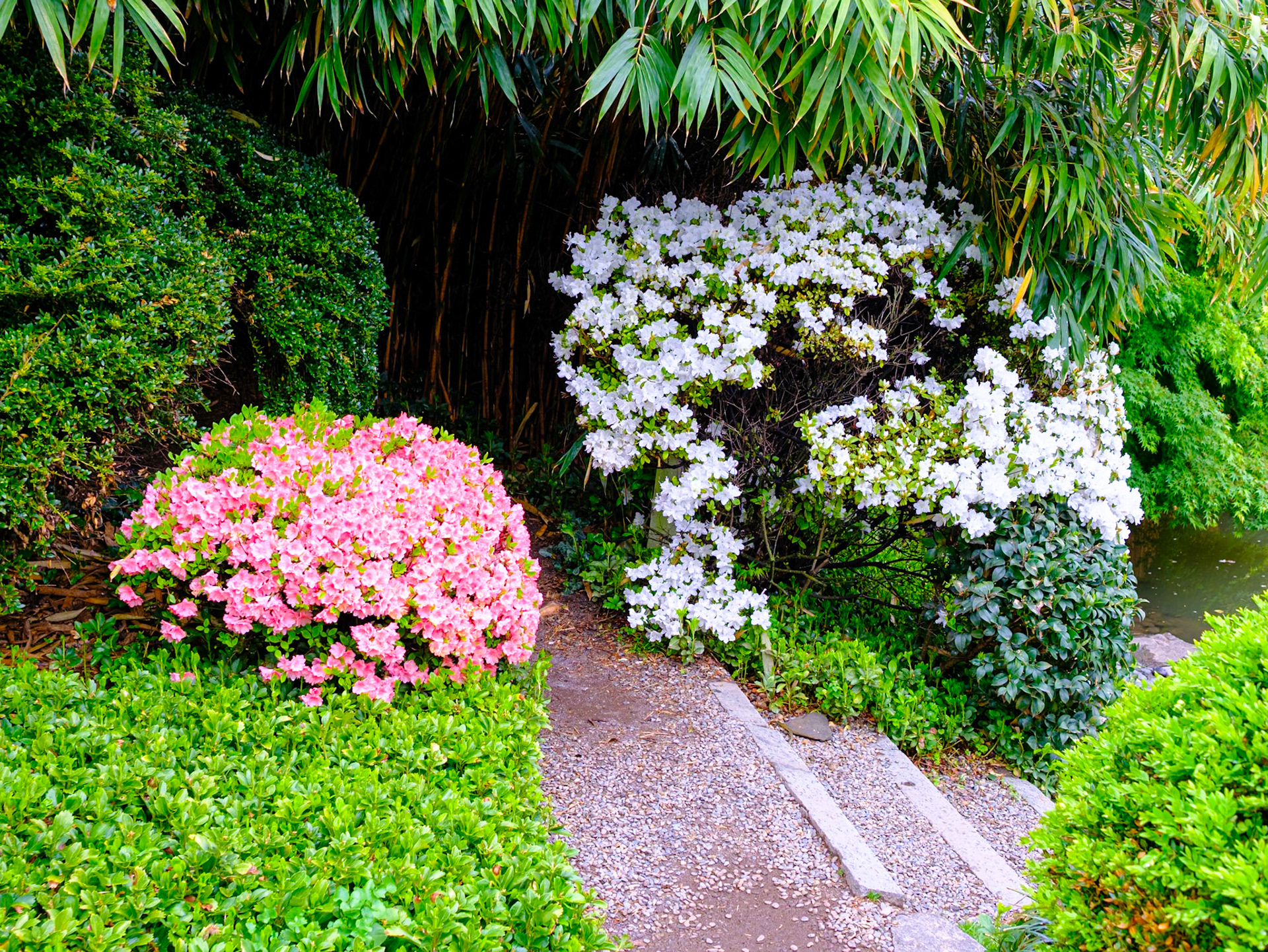 Japanese Bushes Near Bamboo and Steps to Pond