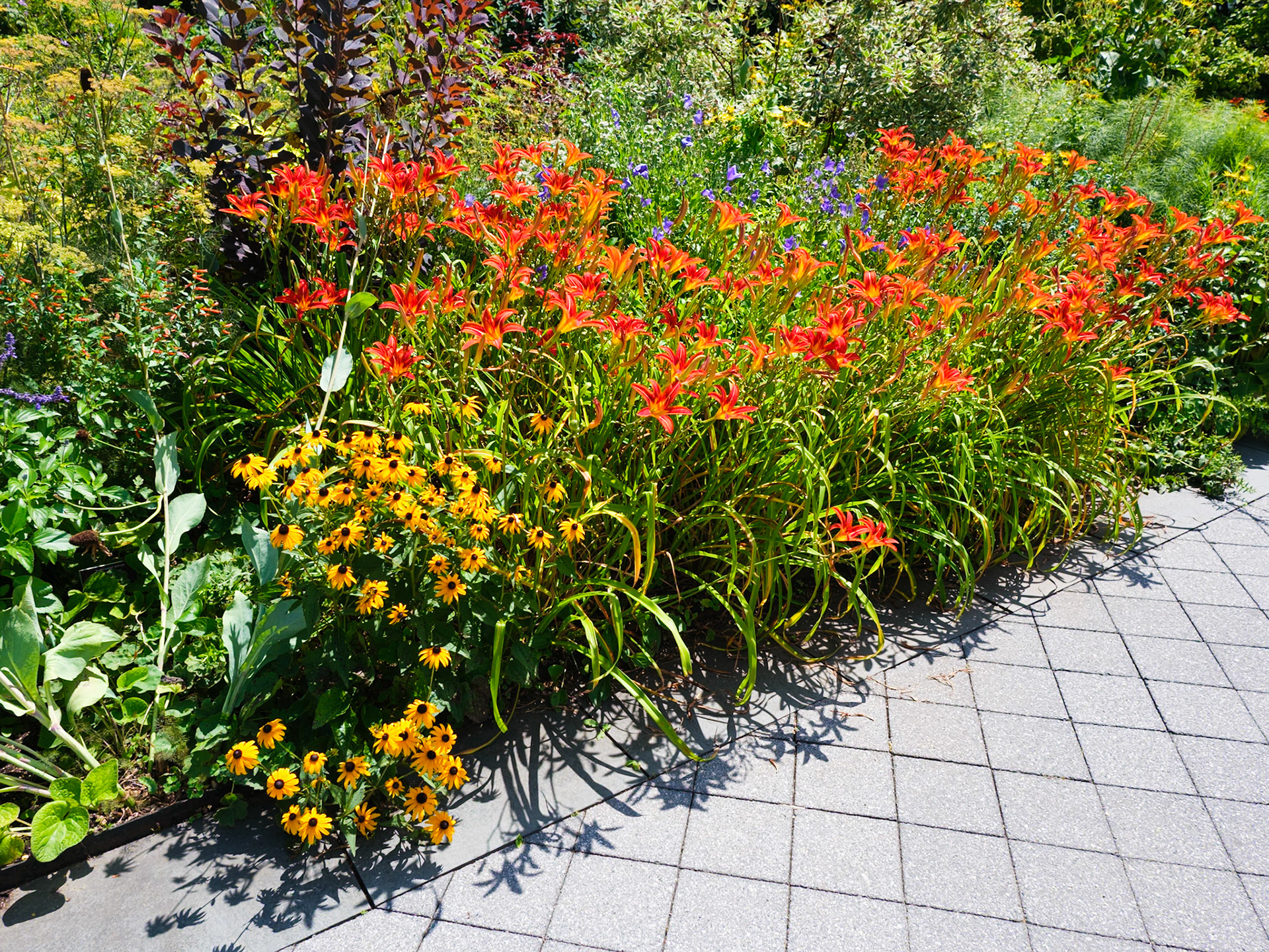 Lilies at patio at NYBG