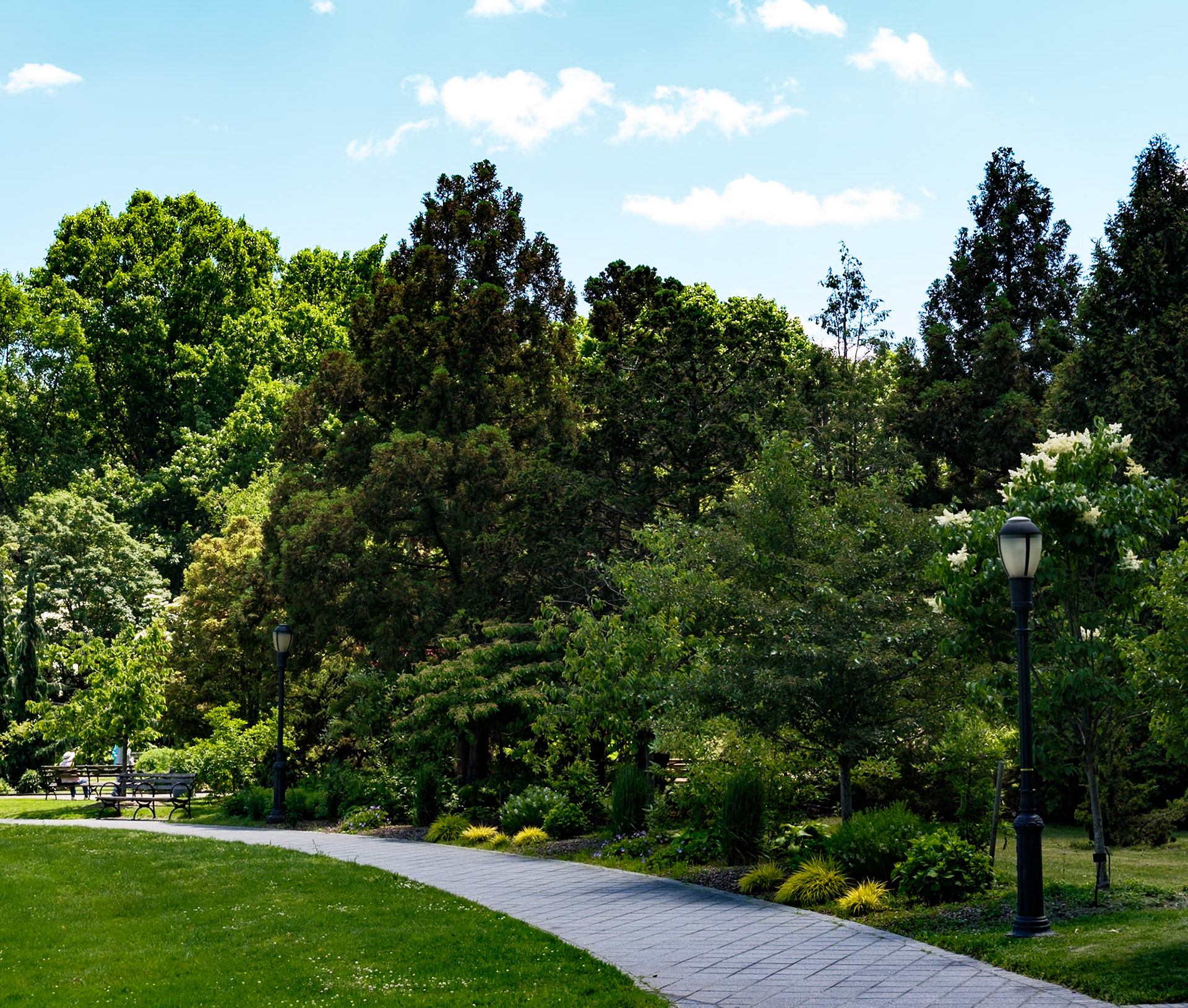 Pine Trees and Light on Walkway at Queens Botanical Garden