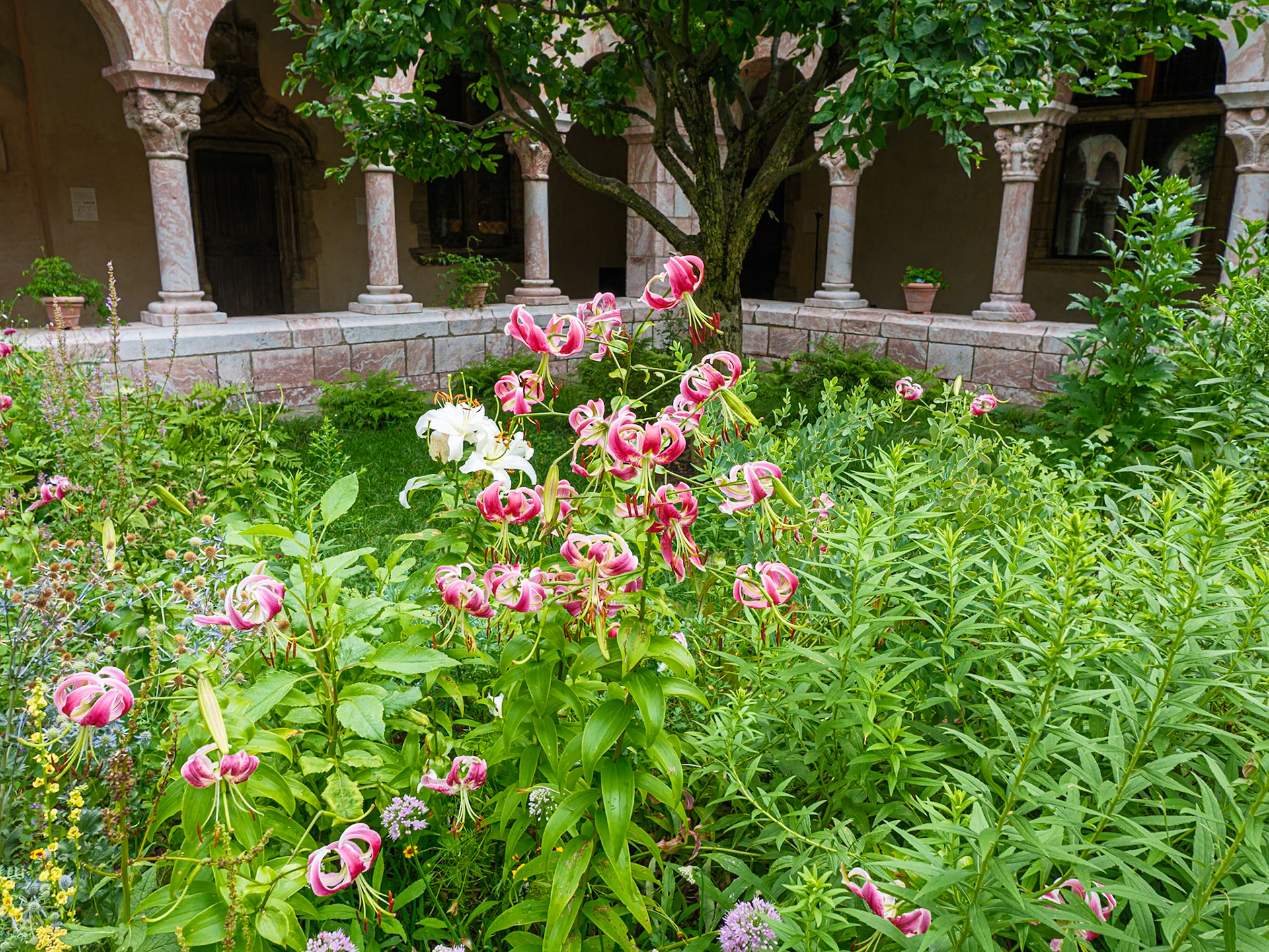 Garden Orchids at the Cloisters July 2024