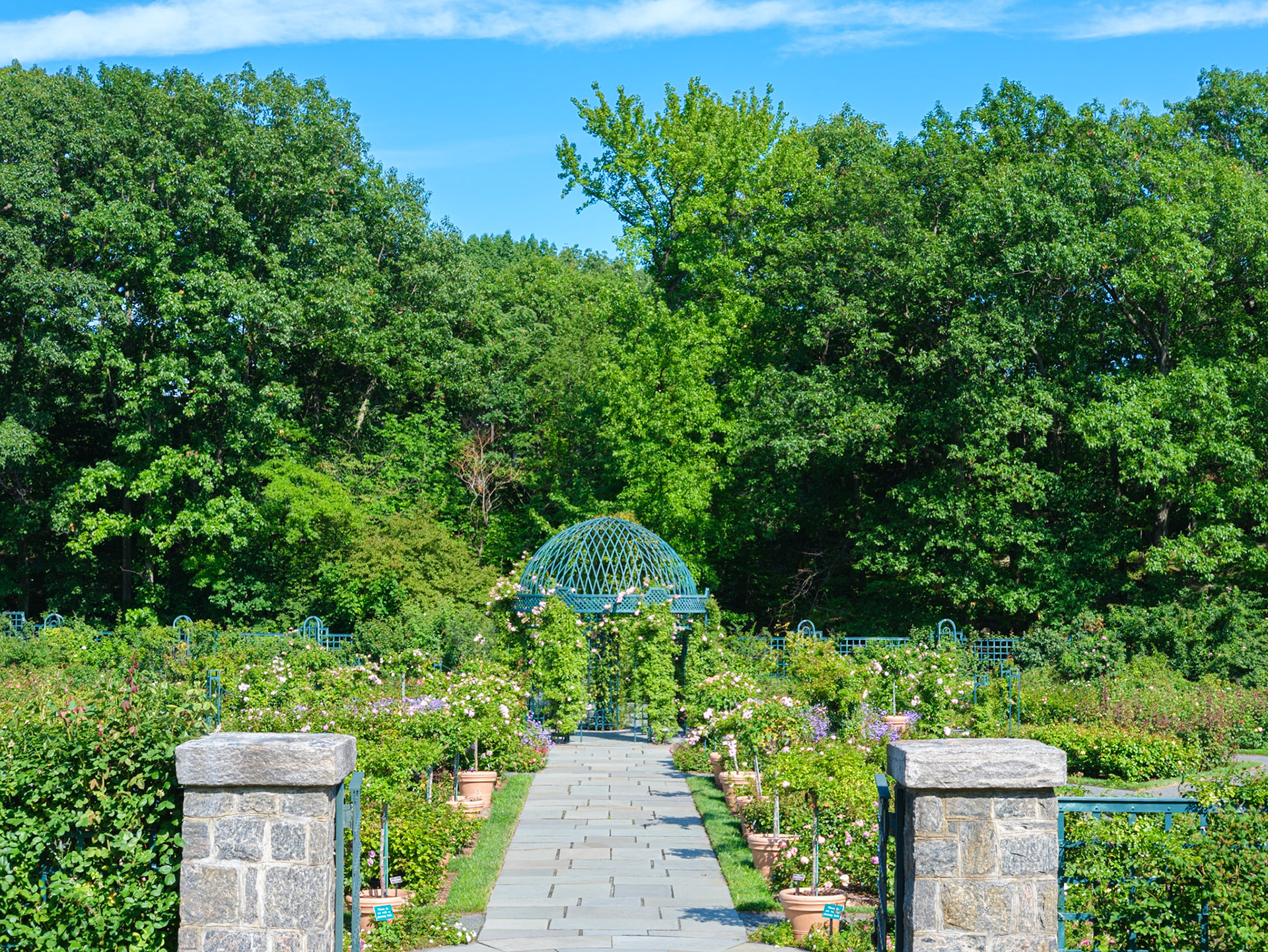 View of Peggy Rockefeller Rose Gardan Gazebo at NYBG