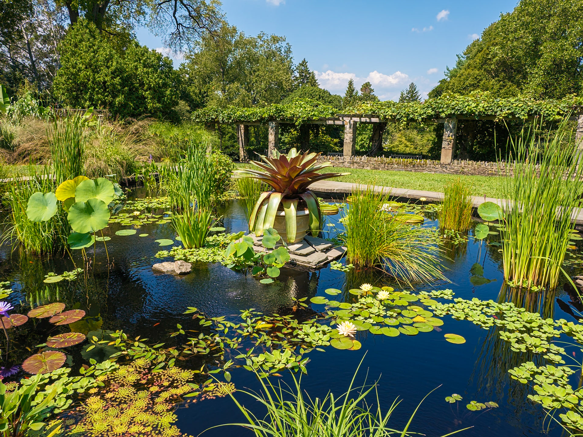 Water Lily Center Pieces at Wave Hill August 2024