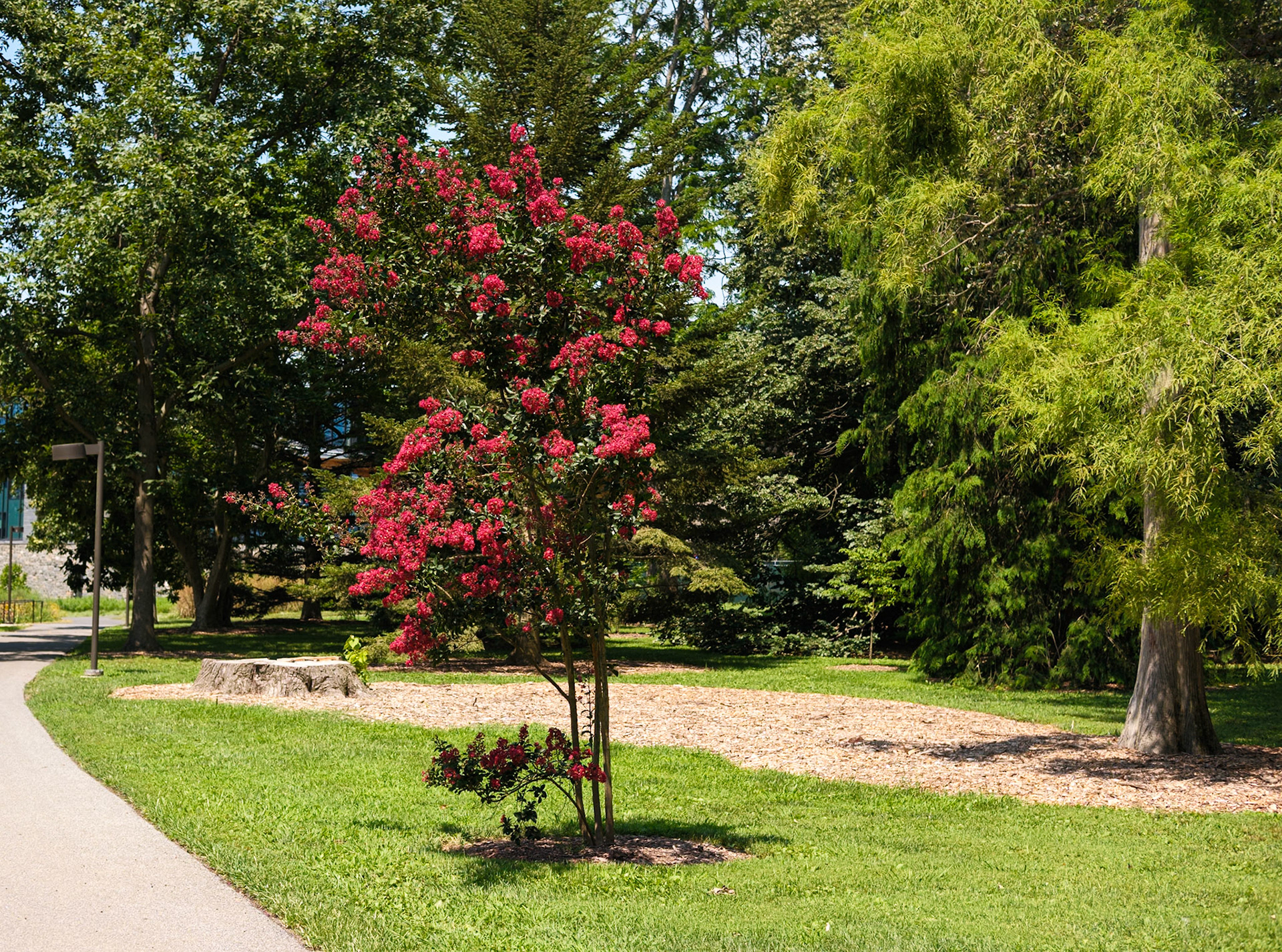 Red Flowering Tree at Swarthmore