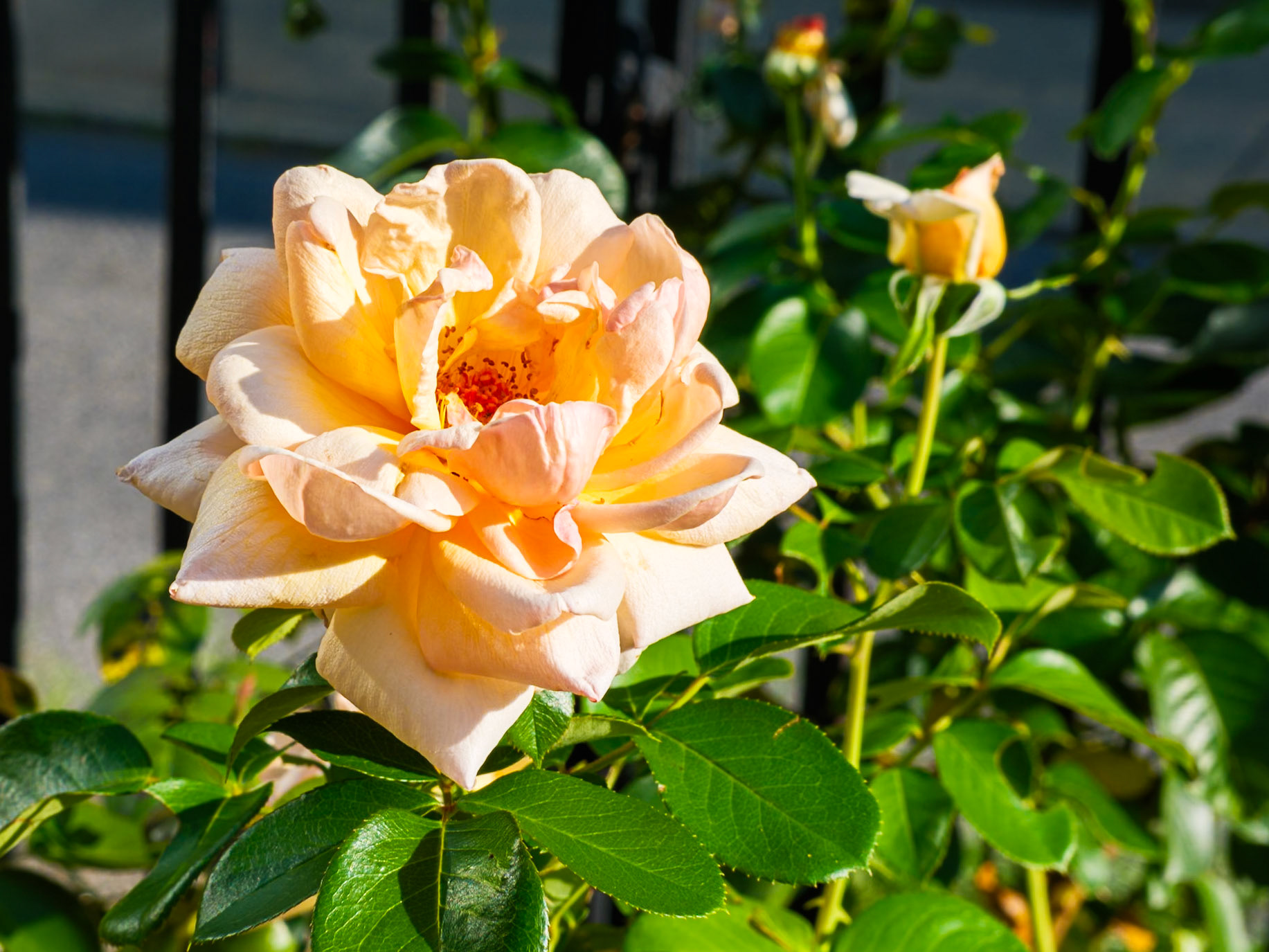 Cream Rose at St Clement Garden Late Afternoon 31 July 2026