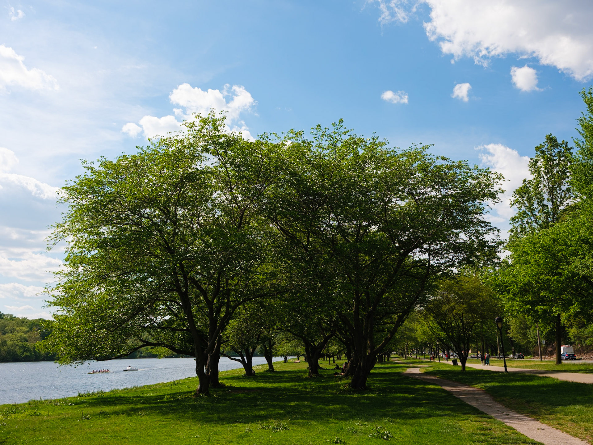 Grove of Trees and Rowers at Fairmount Park