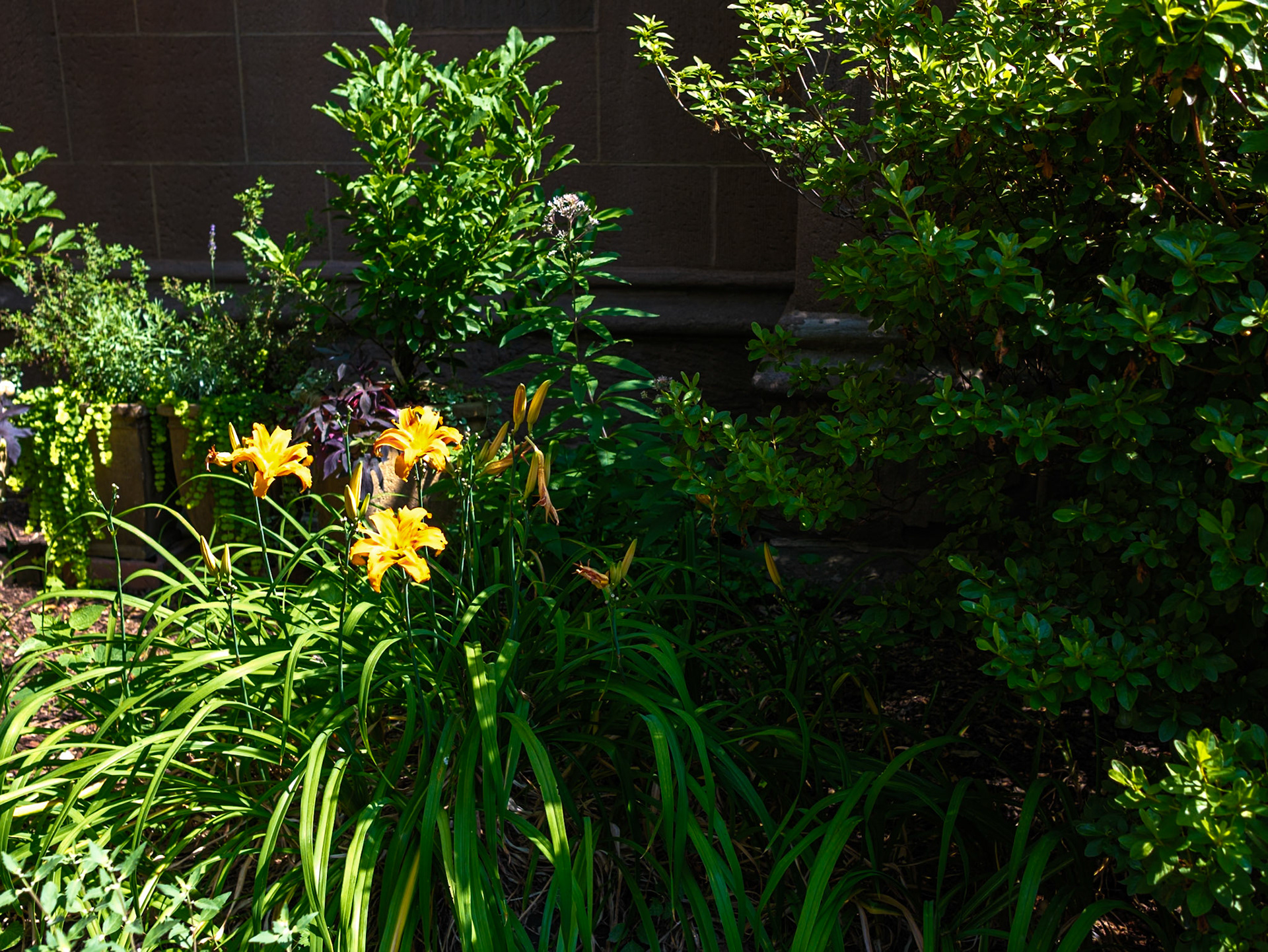 Mid July Day Lilies at St  Clement’s