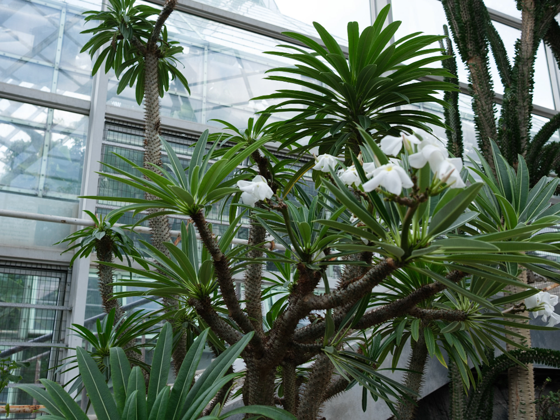 White Succulents at Desert Hall Brooklyn Botanic