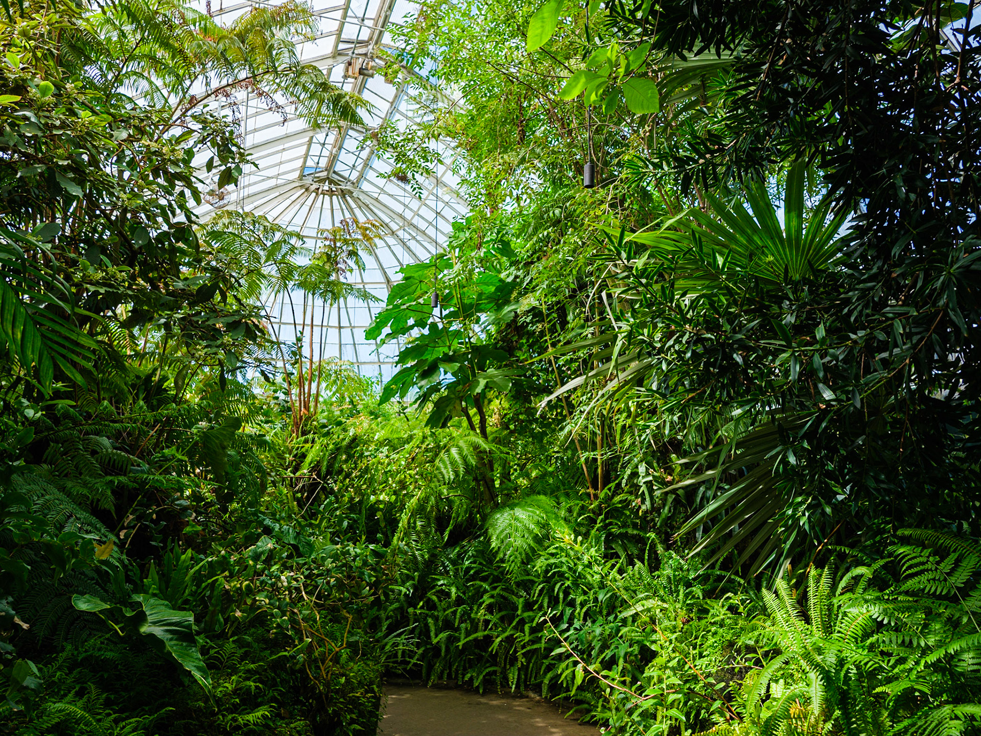 Overview of the Conservatory's 'fern house'