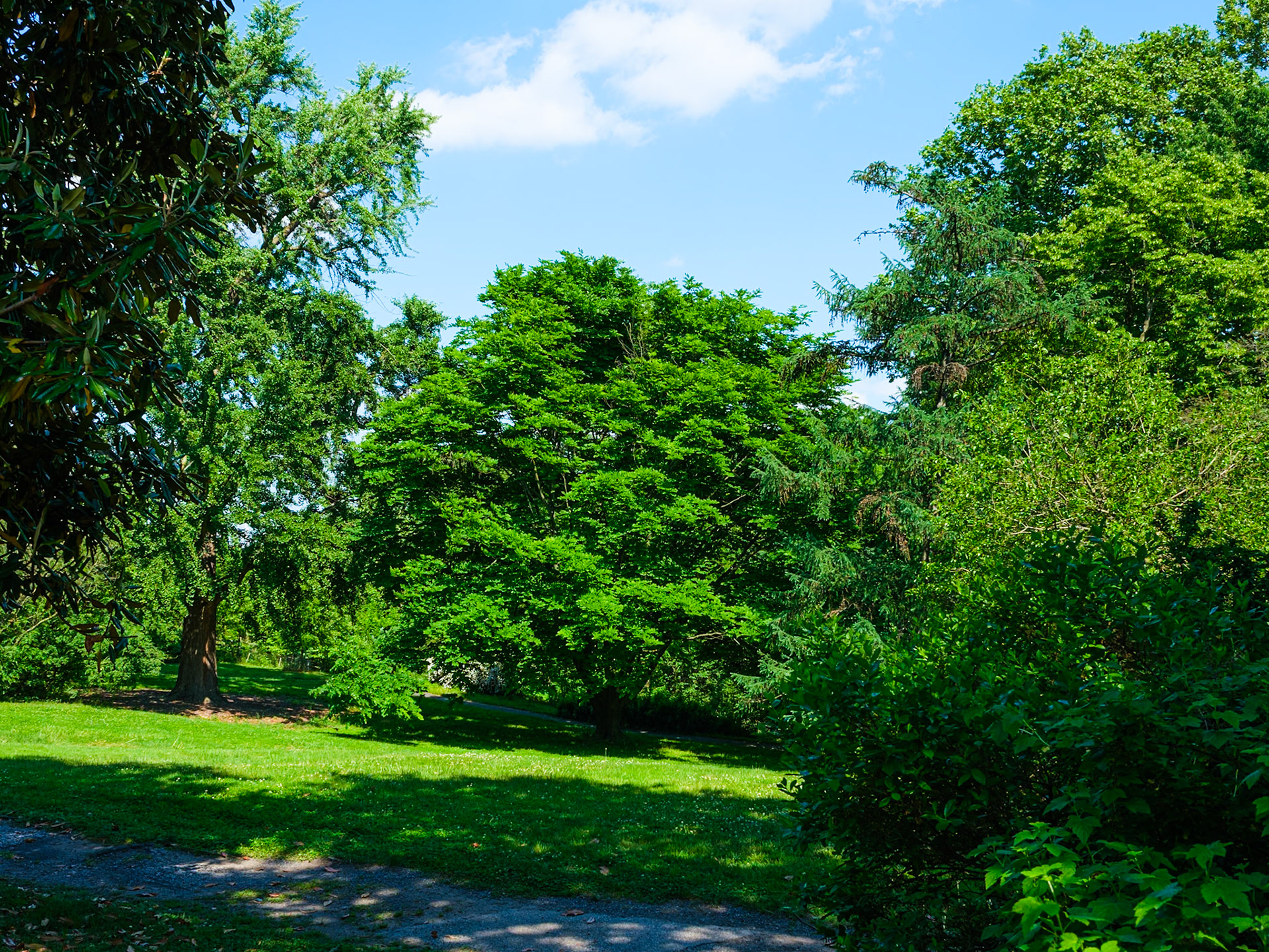 Large Tree at Meadow at Bartram's