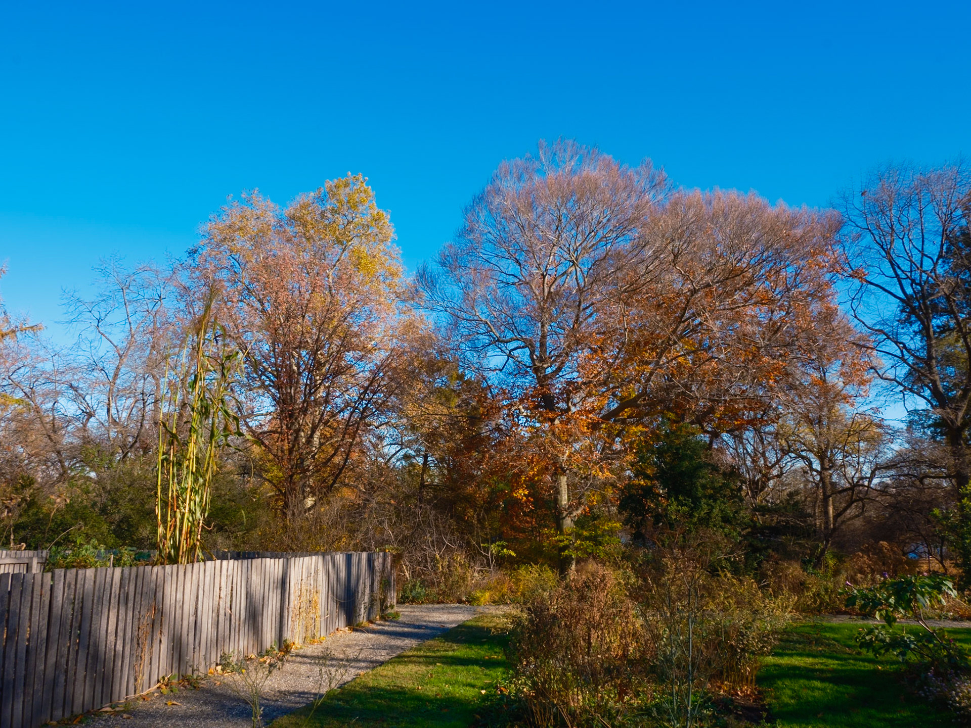Nearly Leafless Trees at Bartram’s