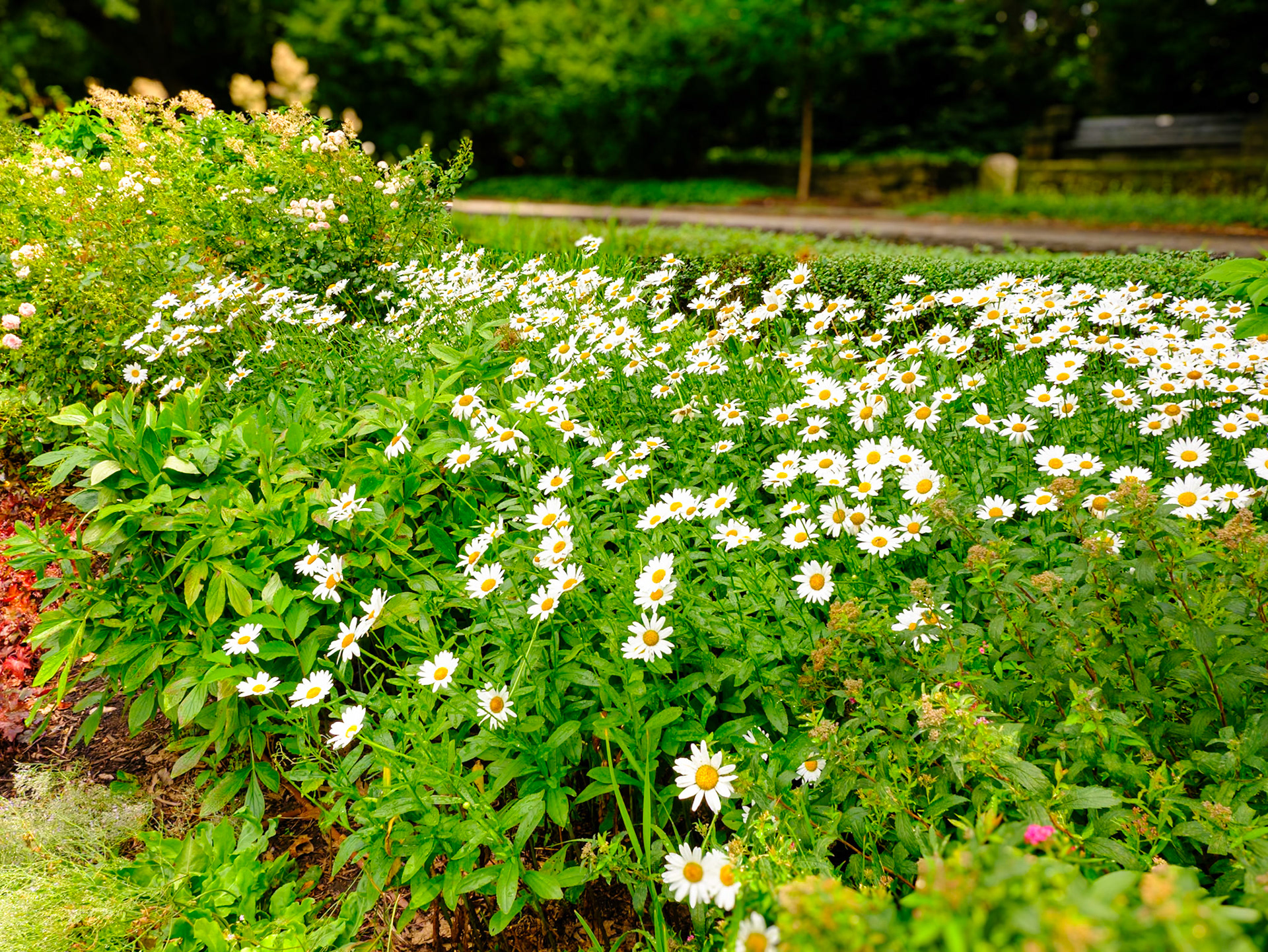 Daisy Patch Fort Tryon July 2024