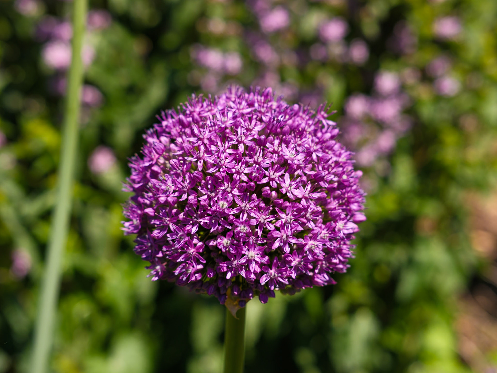 Flower Ball at Swarthmore