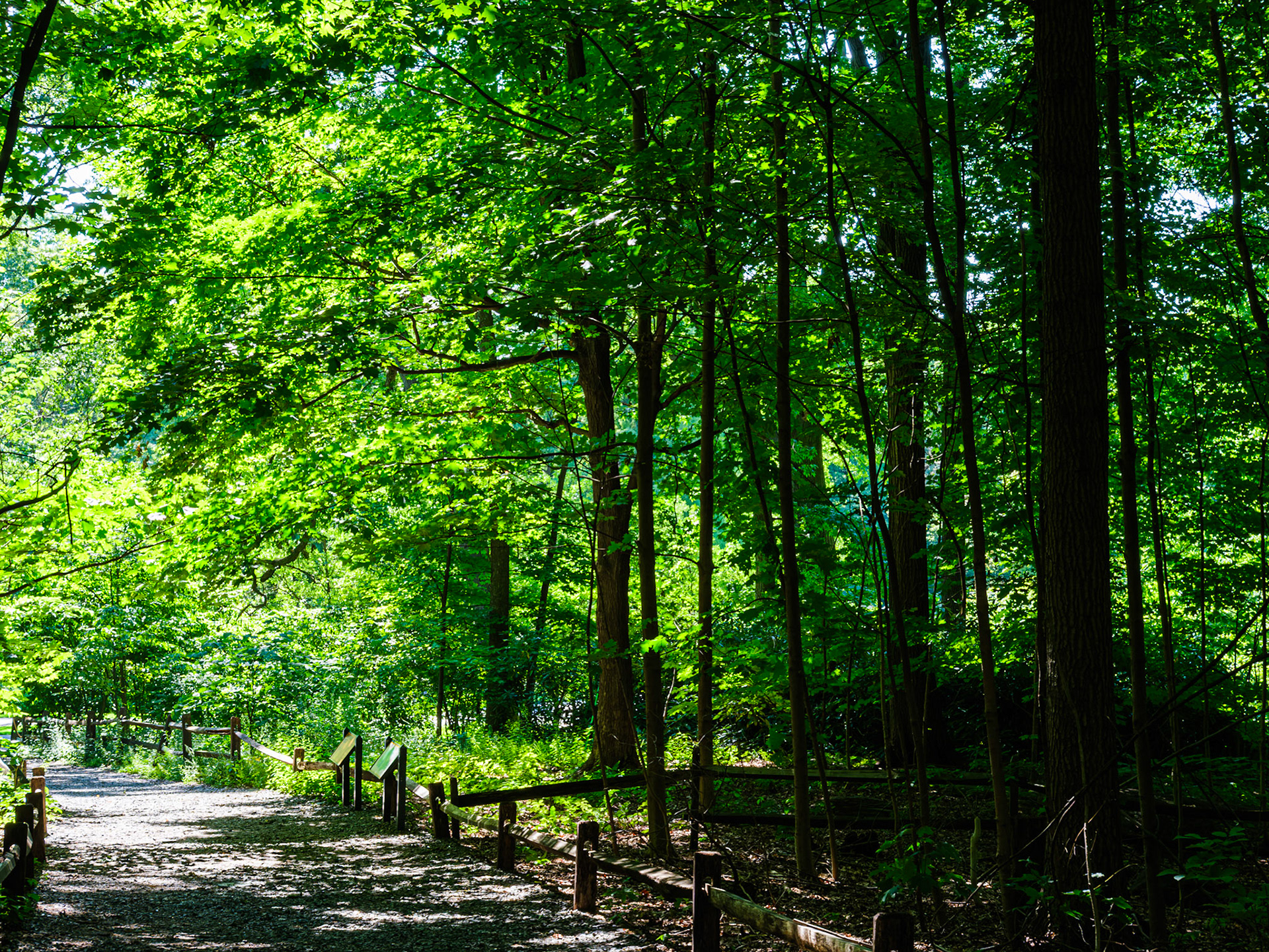 Leaving the NYBG Forest