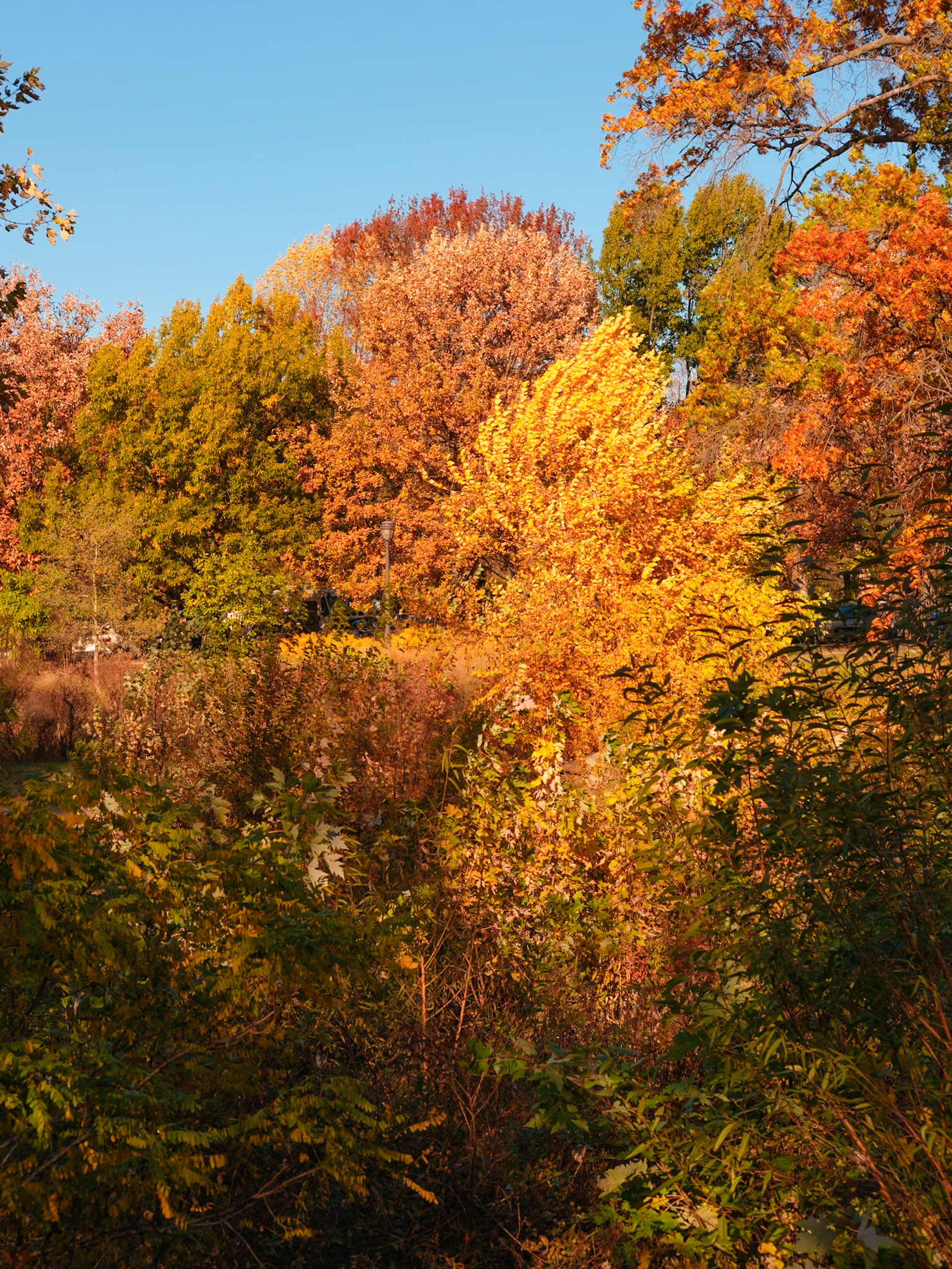 Cluster of Fall Trees reflected on Fairmount Creek