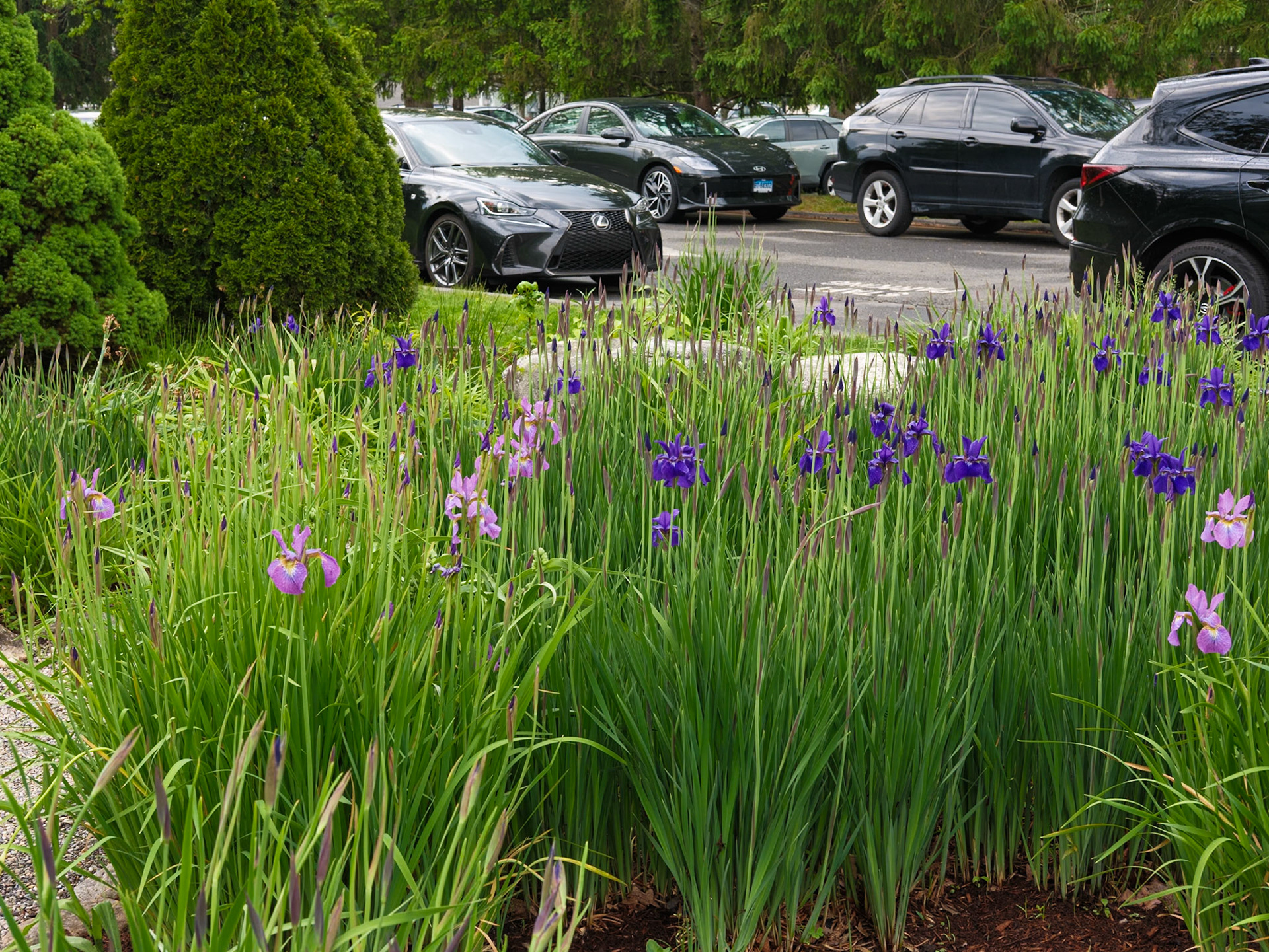 Purple and Blue Orchids Elizabeth Park Hartford May 2026