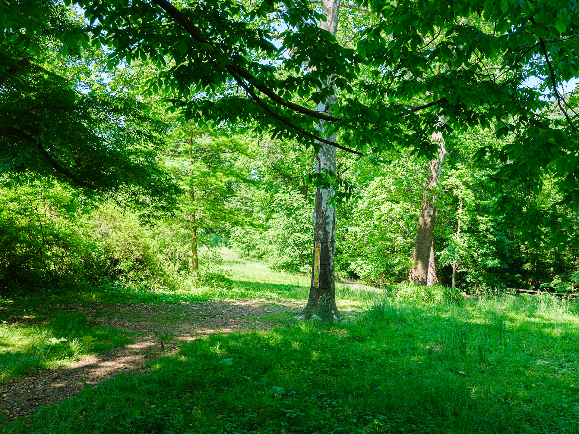 Shaded Woodland Walk at Bartram's with Birch Tree