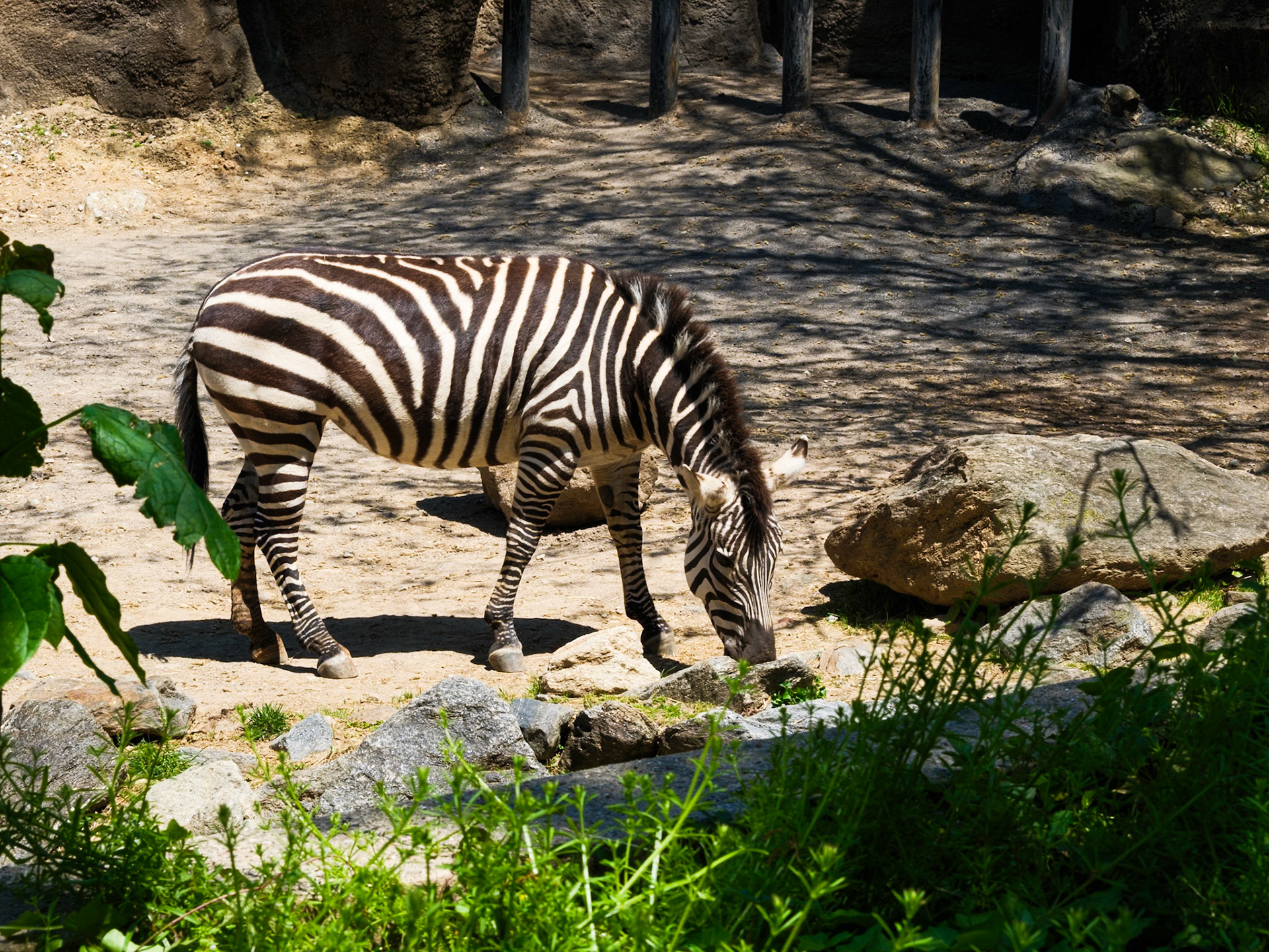 Zebra