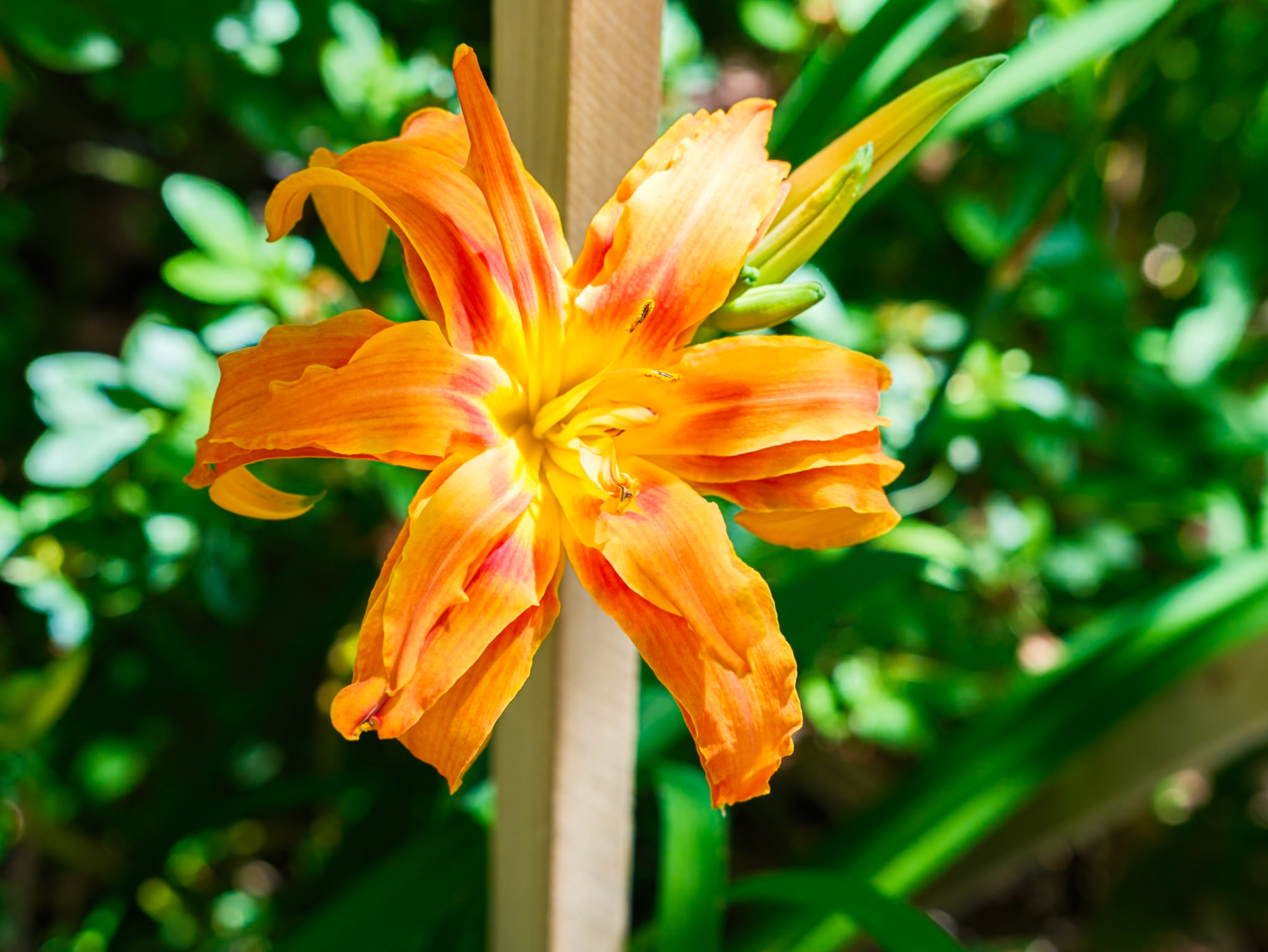 Tiger Lily Near Proposed Memorial for Richard Alton at St Clement June 2026