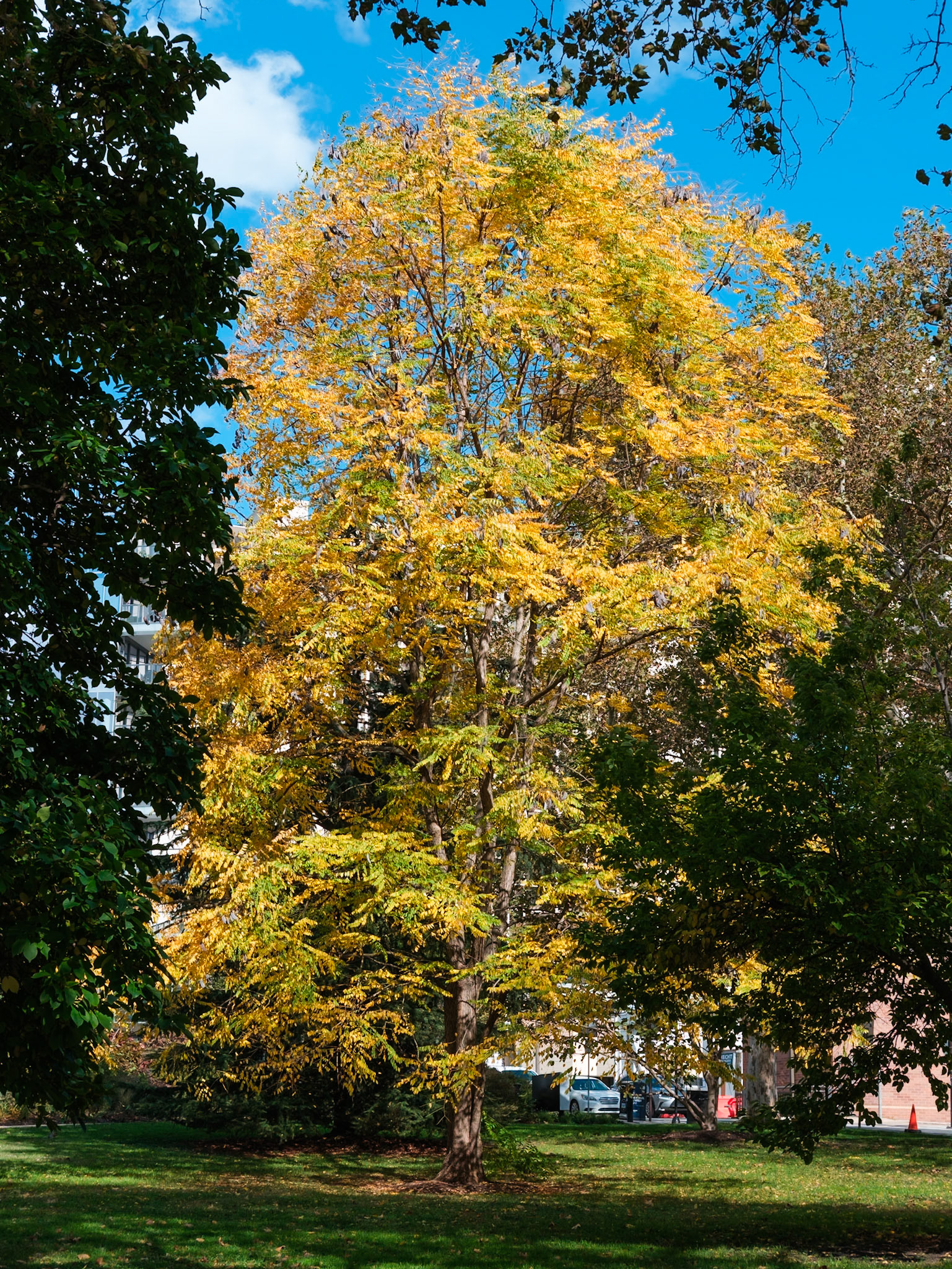 Yellow Tree on Hill Side near Rodin Museum