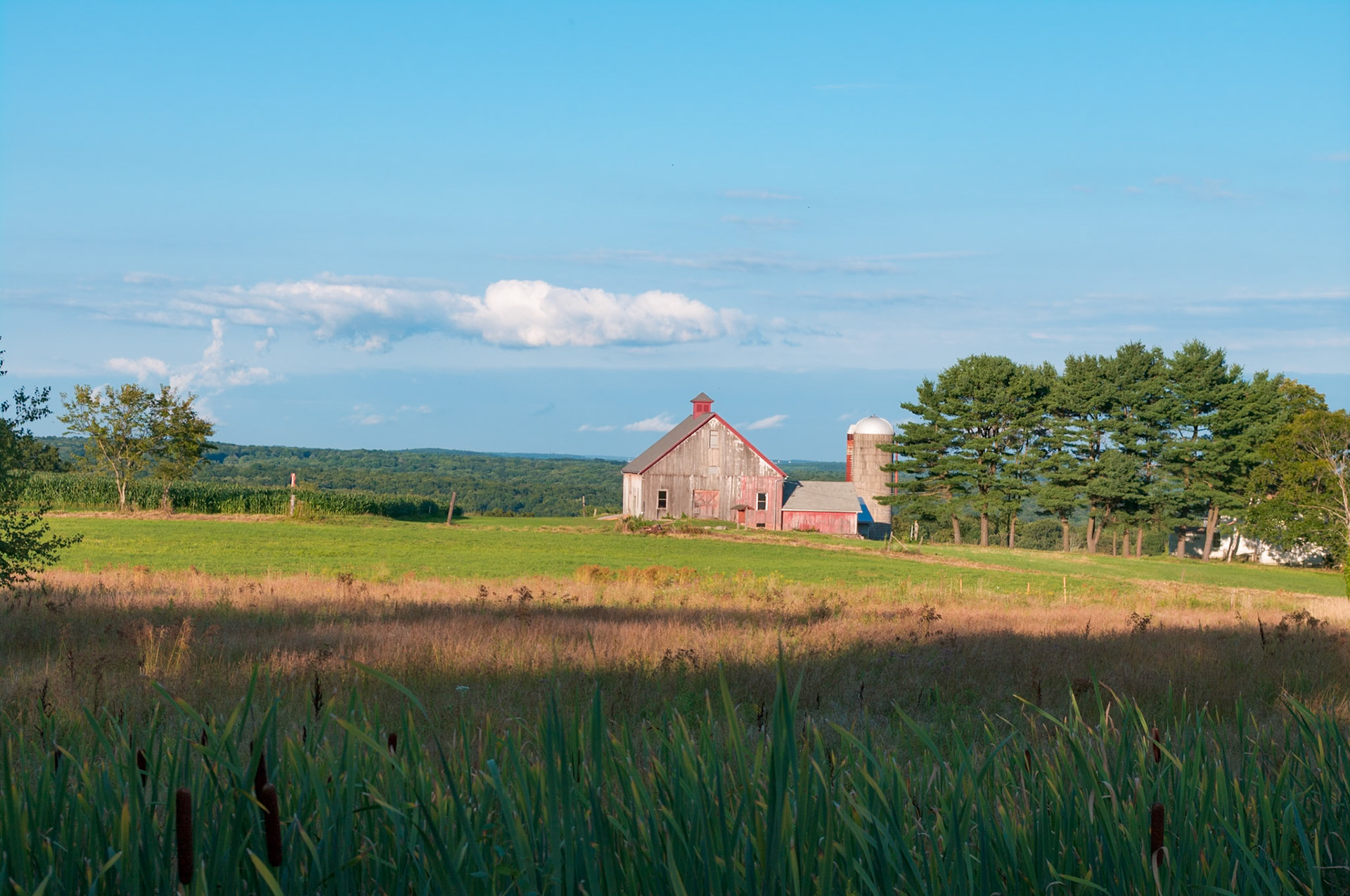 Old Rose Farm Near Close of Day in August 2012