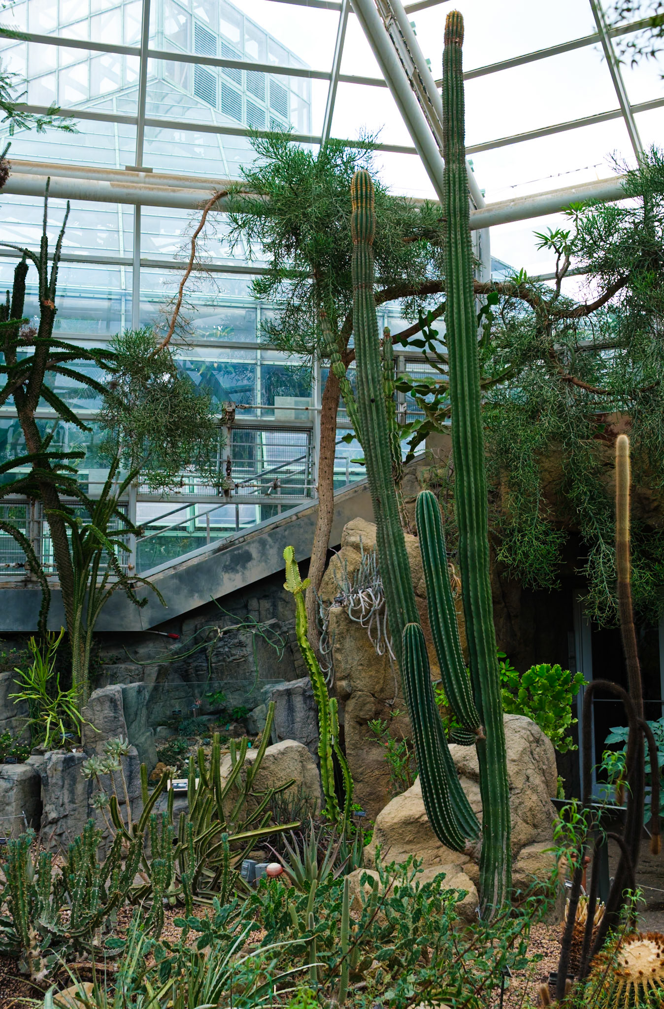 Tall Cactus in Desert Hall at Brooklyn Botanic