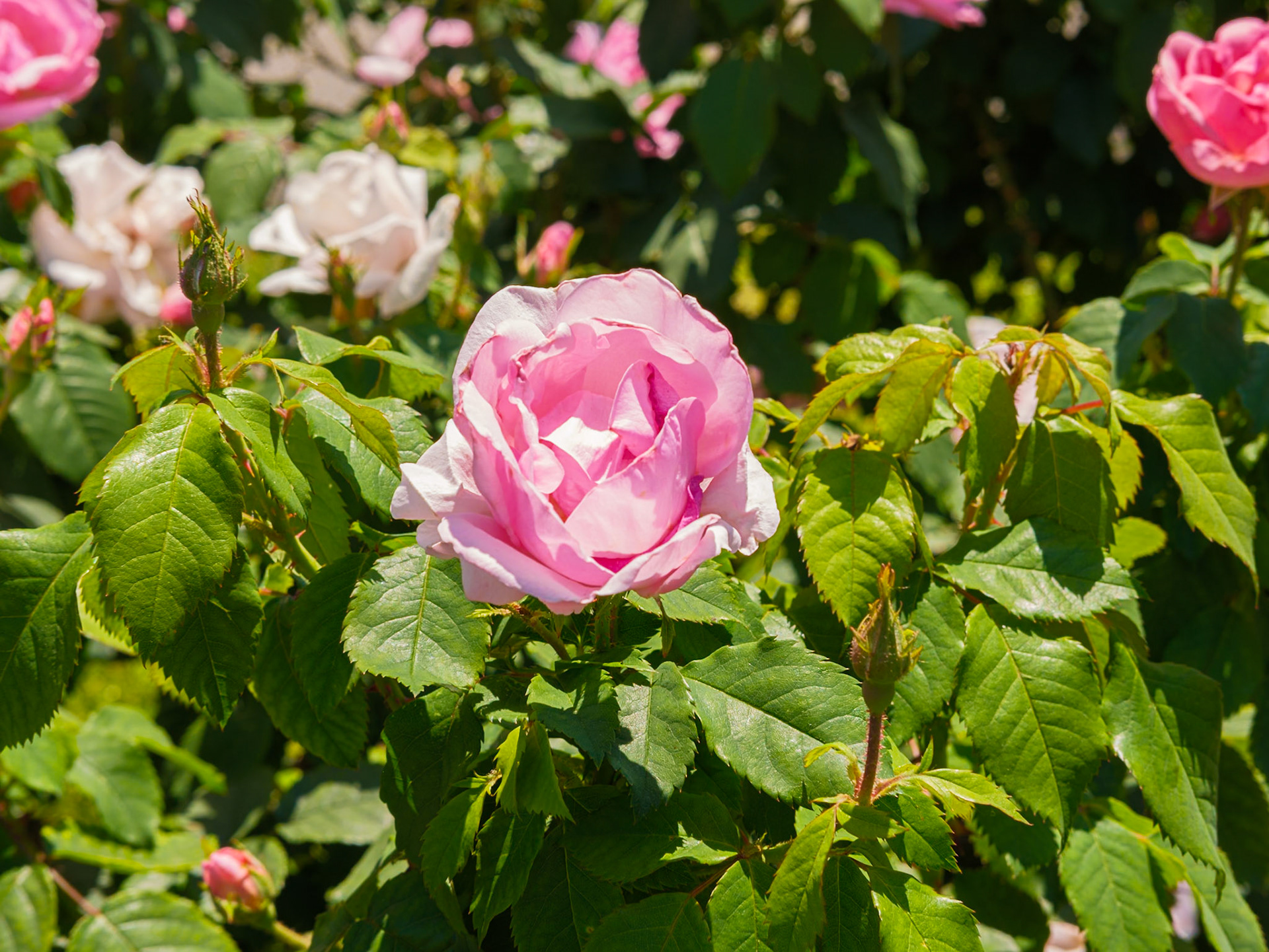 Lavender Roses at Queens Botanical