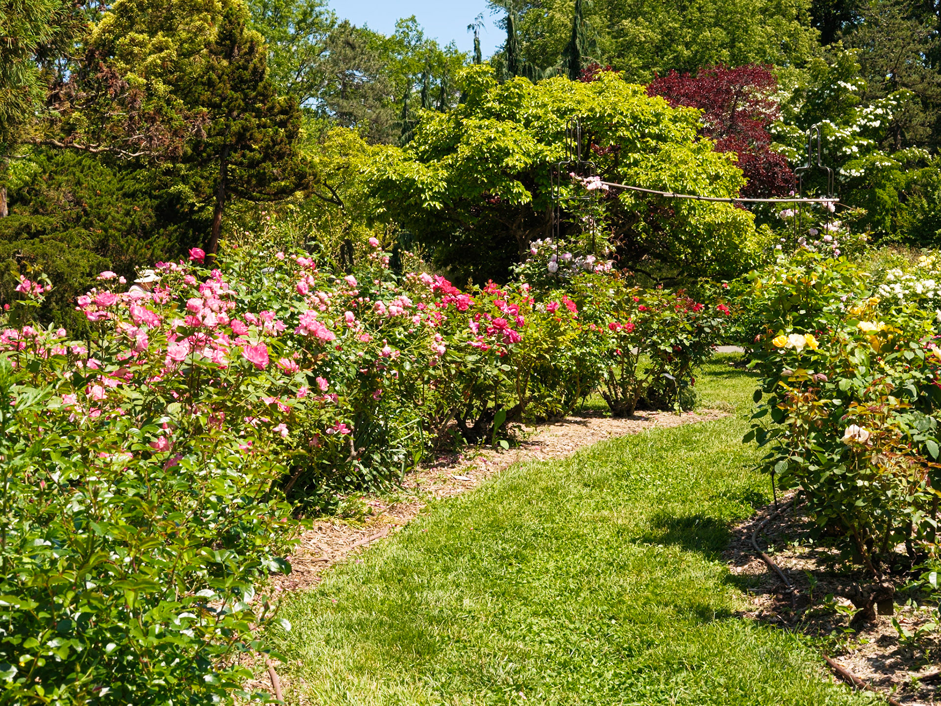 Arc of Roses at Queens Botanical