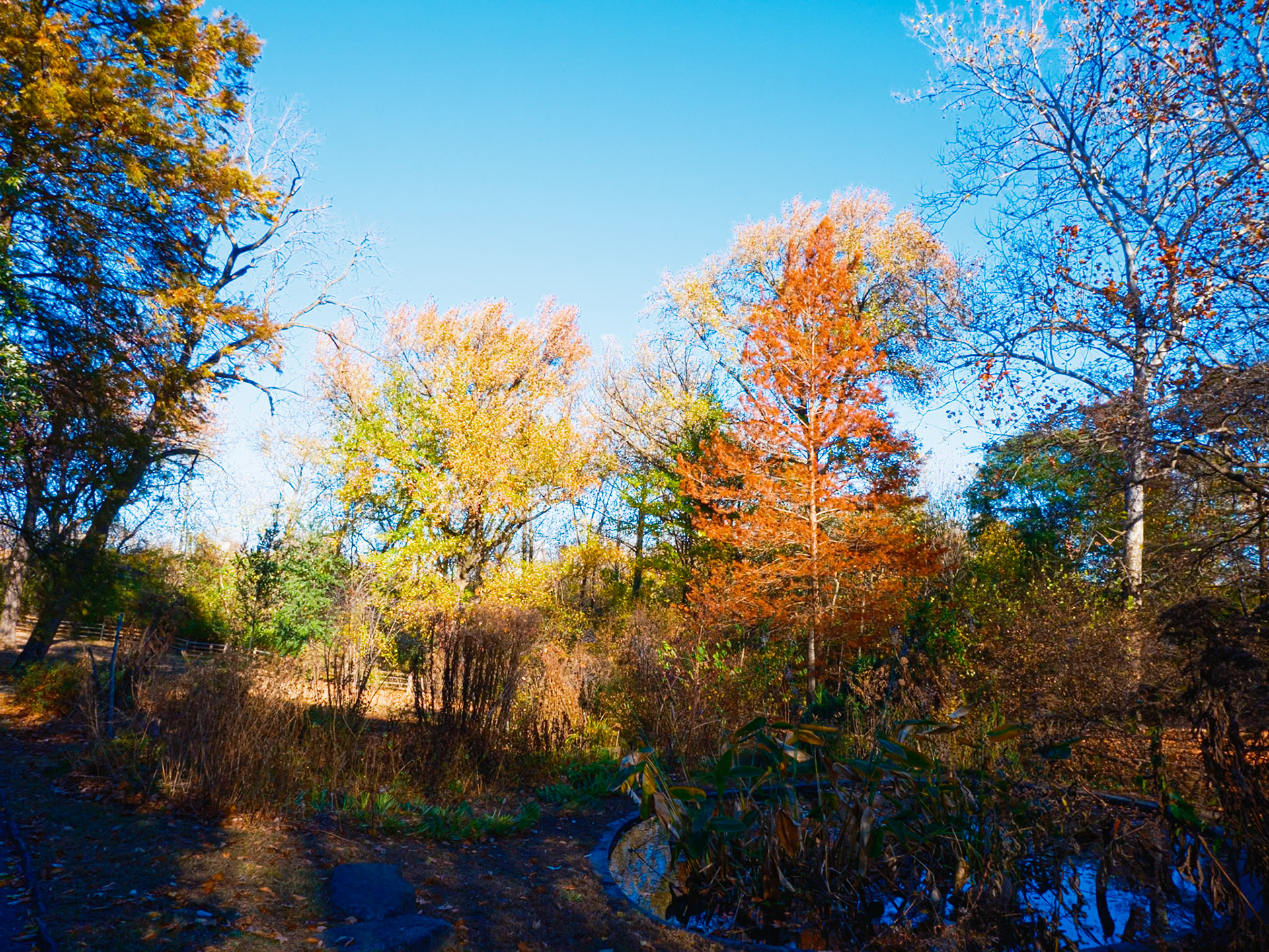 At Waterlily Pond in  November at Bartram’s