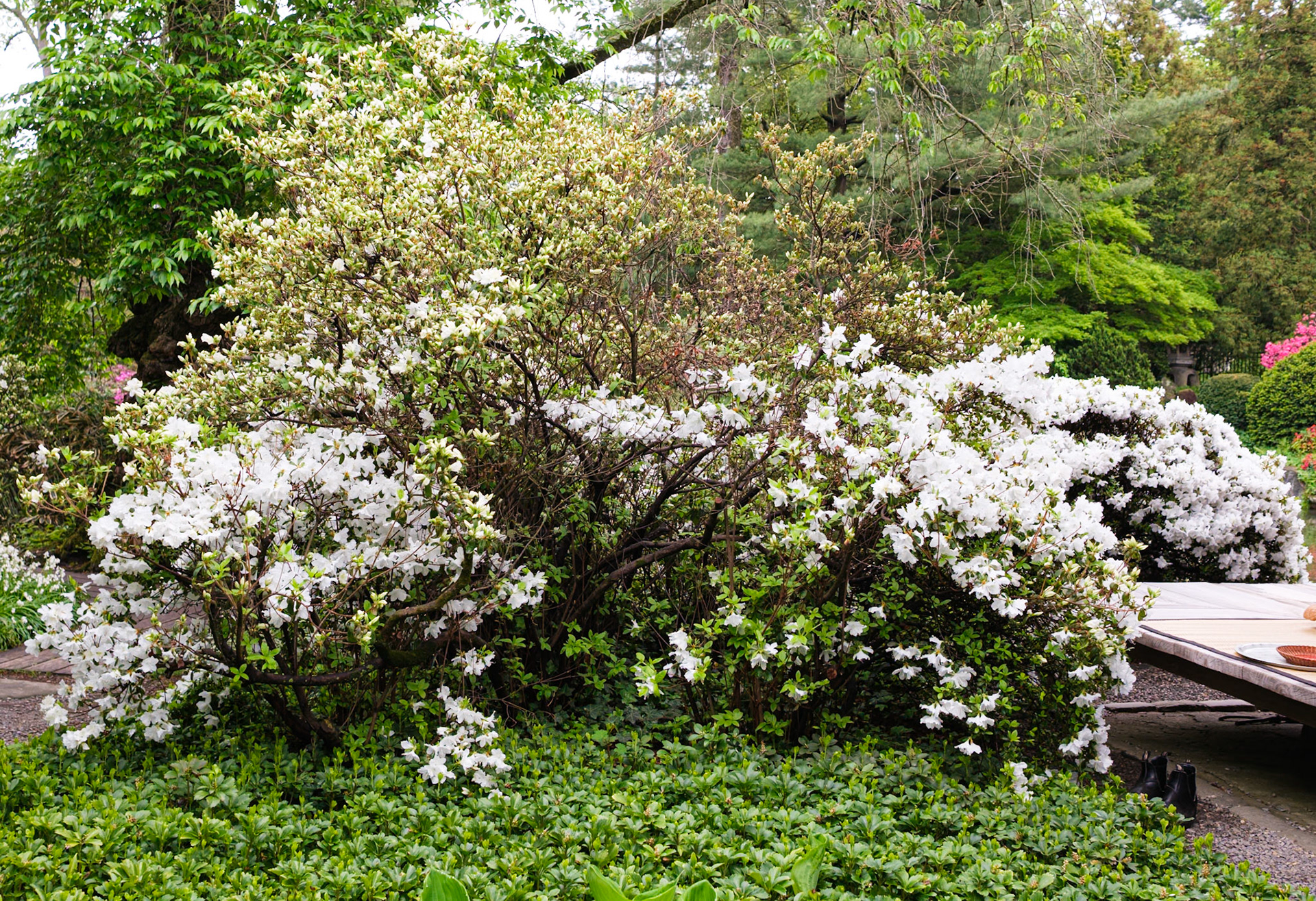 White Blossoms at Japanese House Entrance Garden