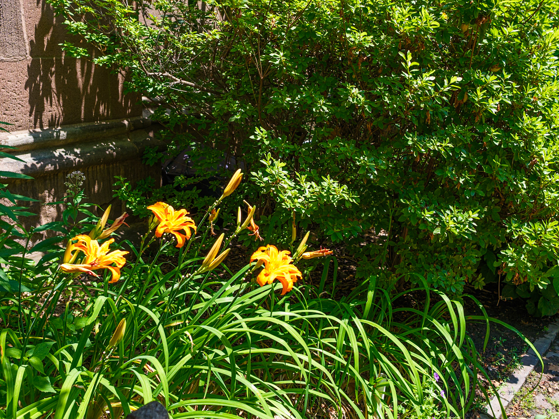 Day Lillies and Bulbs on 13 July 2026