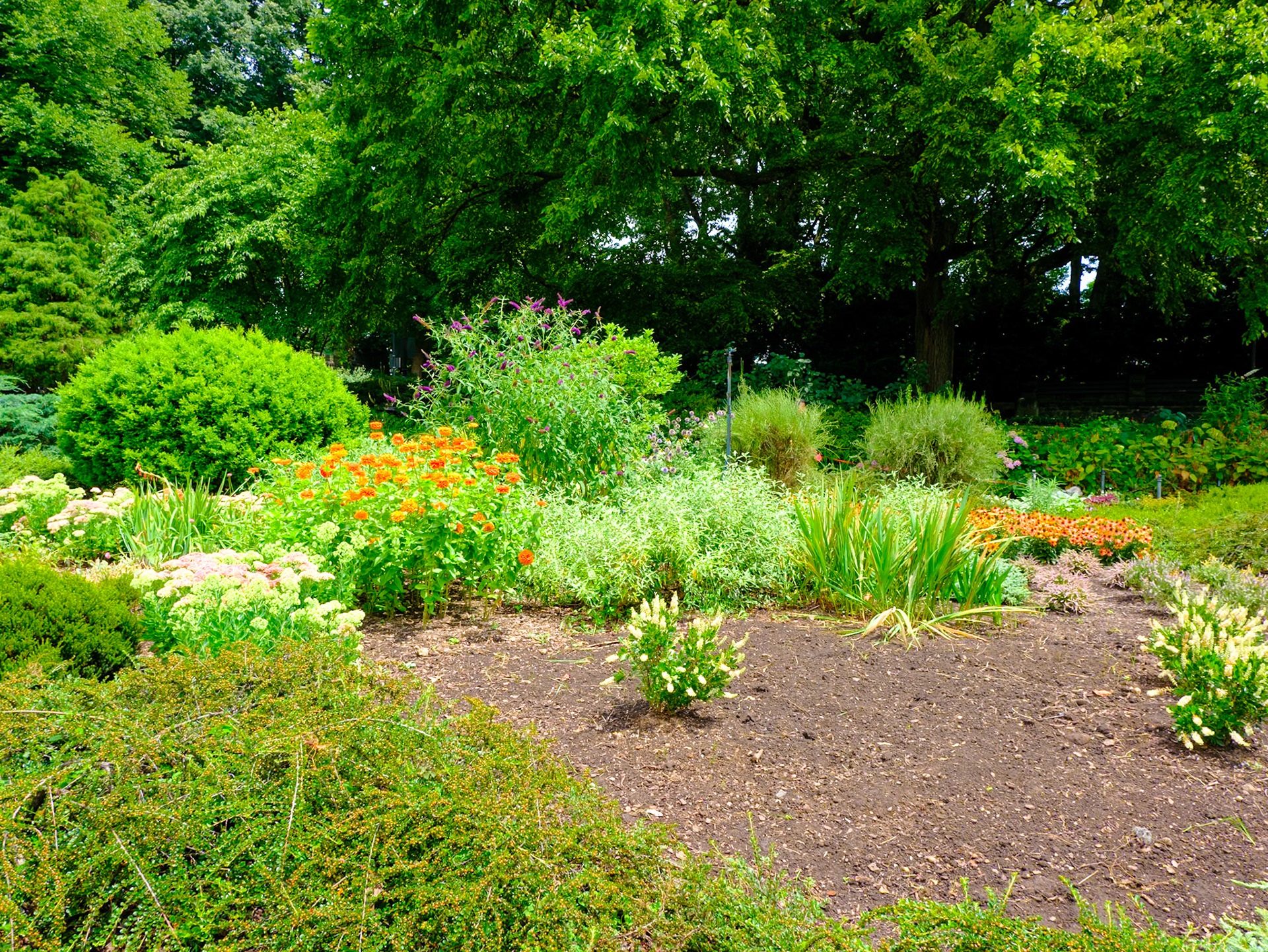 Small Orchid Patch Fort Tryon July 2024