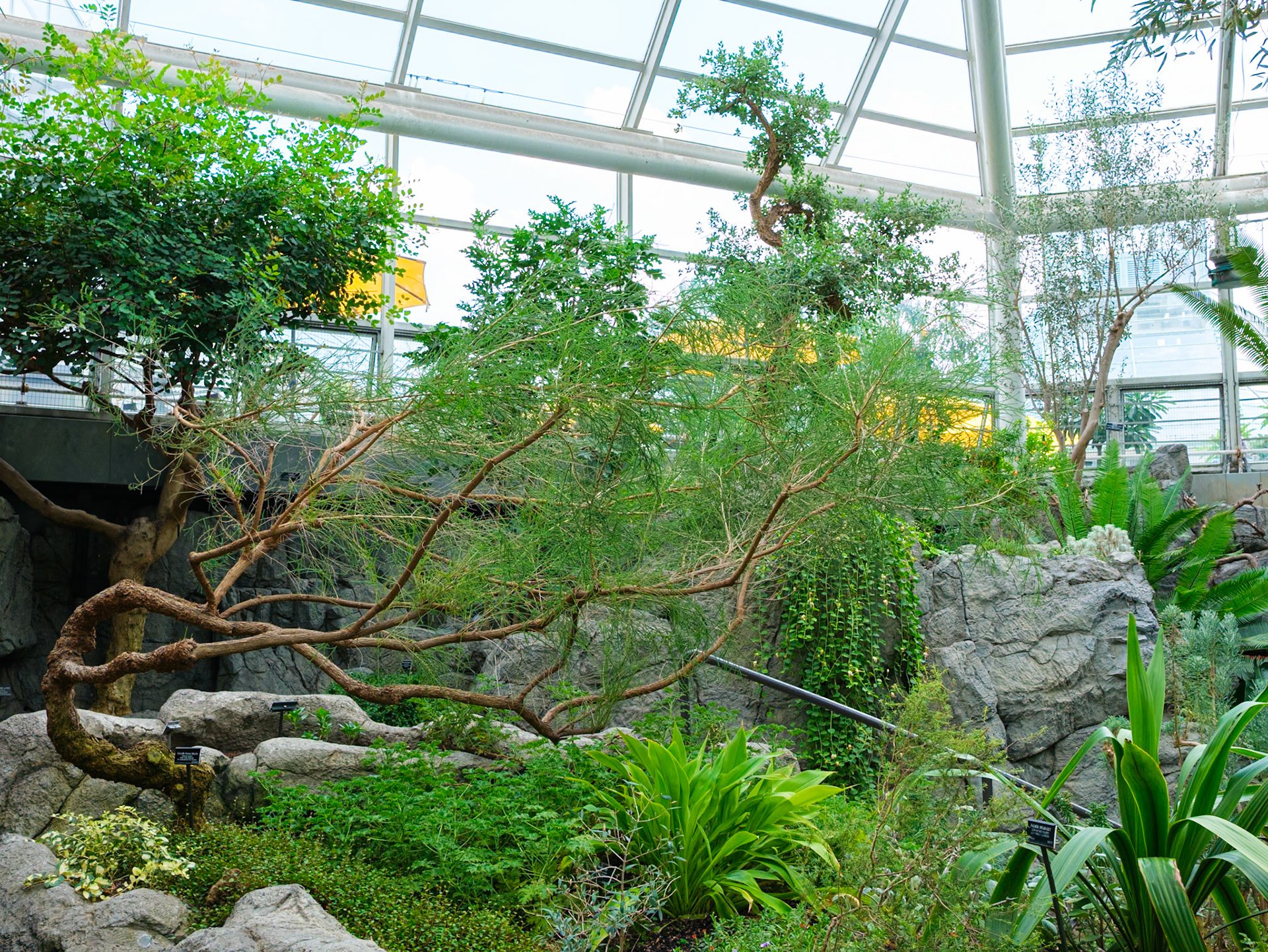 Large Woody Plant in Temperate Hall at Brooklyn Botanic