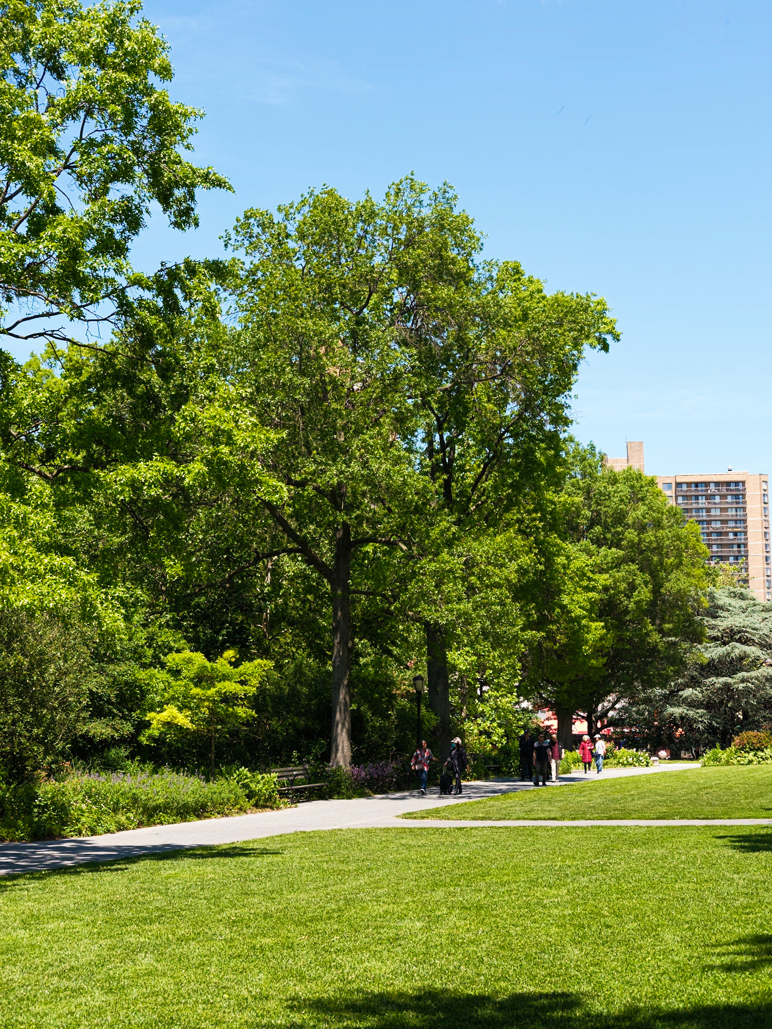 Older Trees on North Walk of Central Promenade at Queens Botanical