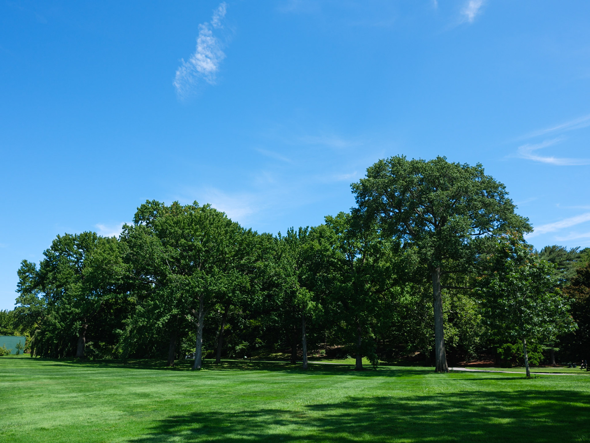 Gruup of Trees SE of the Museum and Library Building at New York Botanical