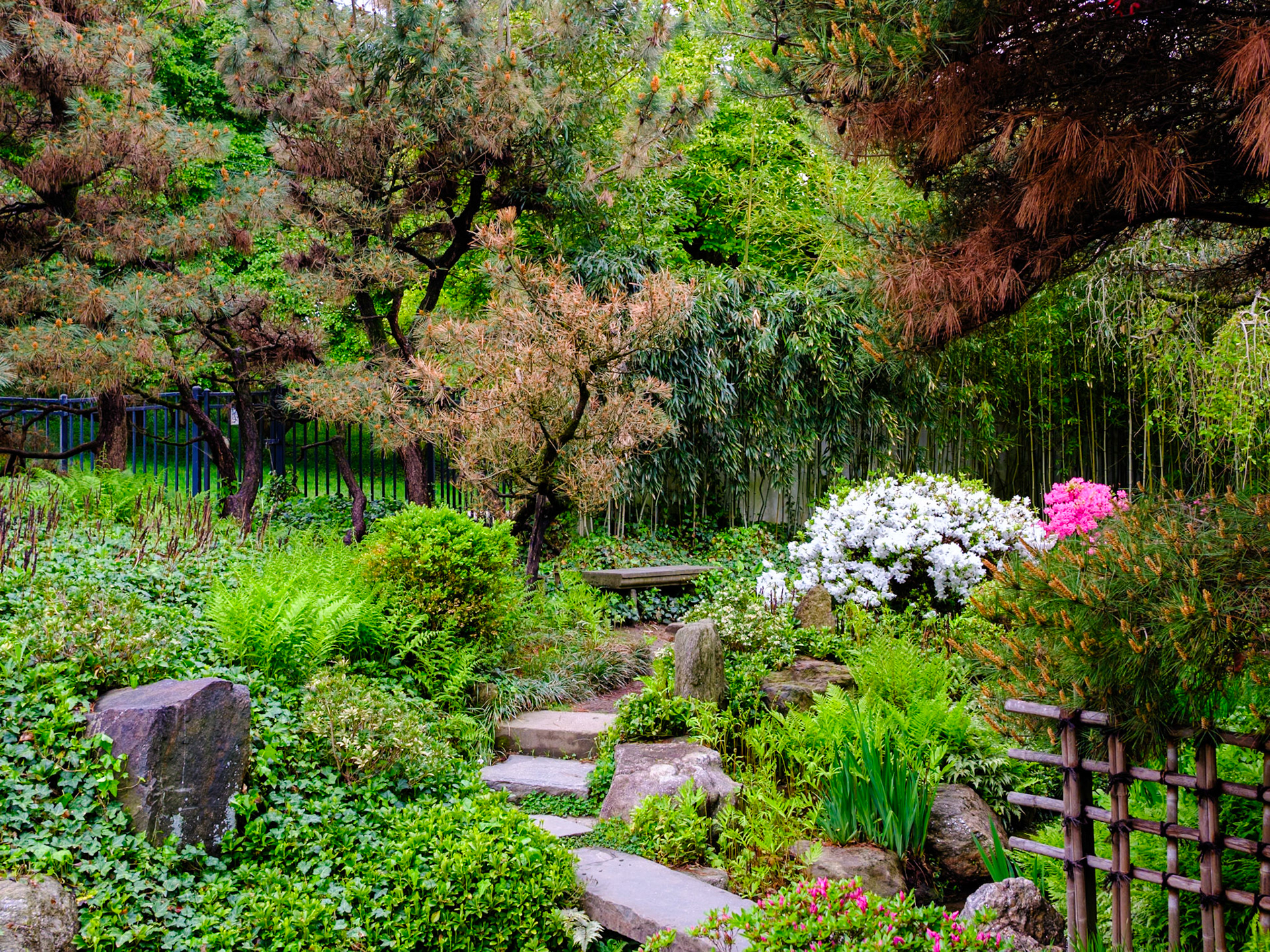 Trio of Fuzzy Trees and Steps at Japanese House