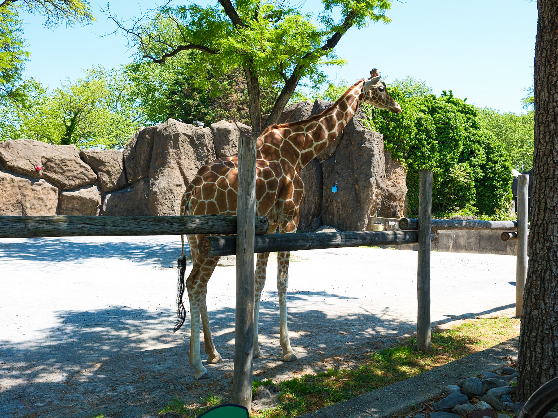 Side View of Giraffe