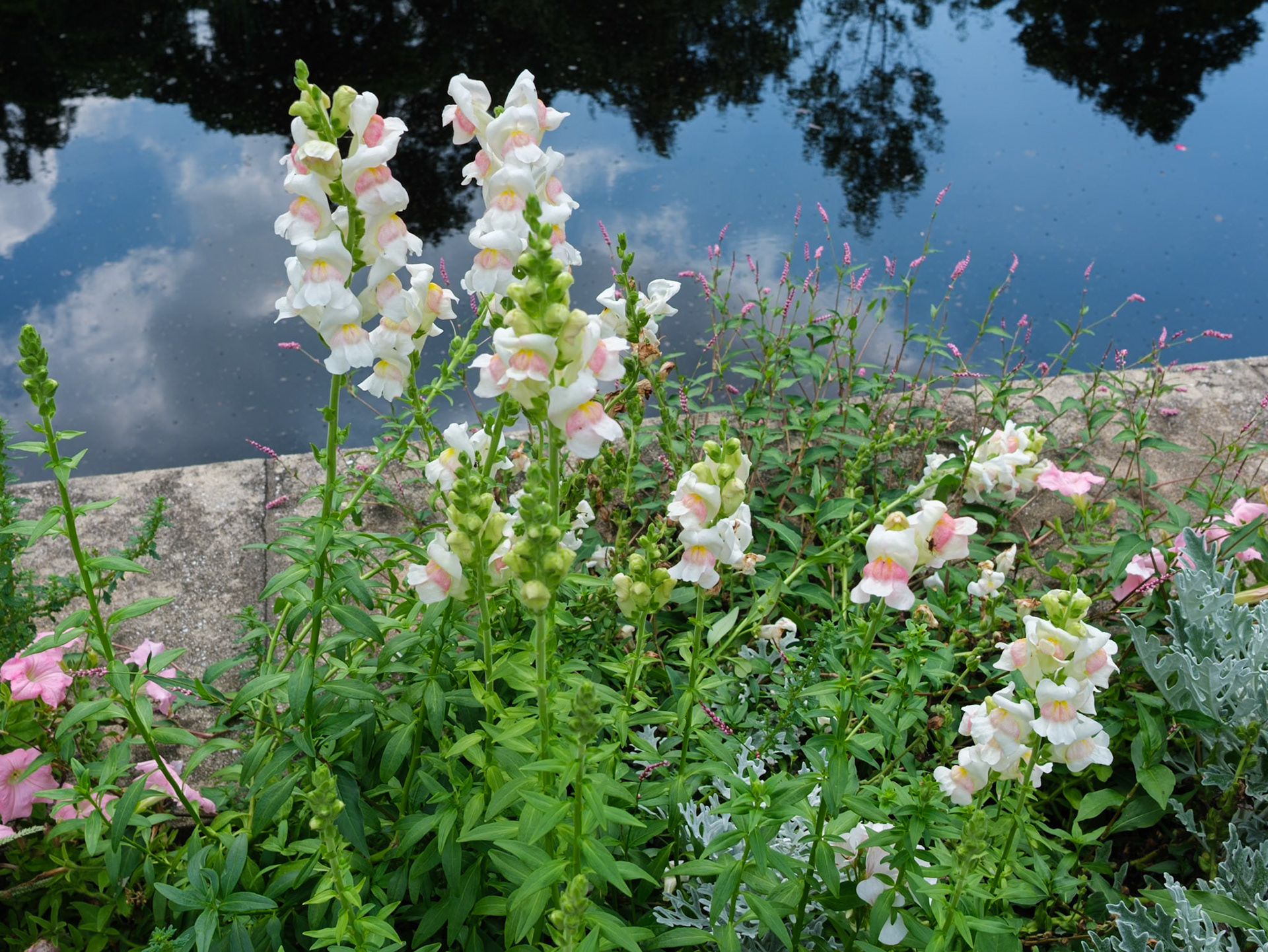 Orchids at Reflecting Pool Brooklyn Botanic