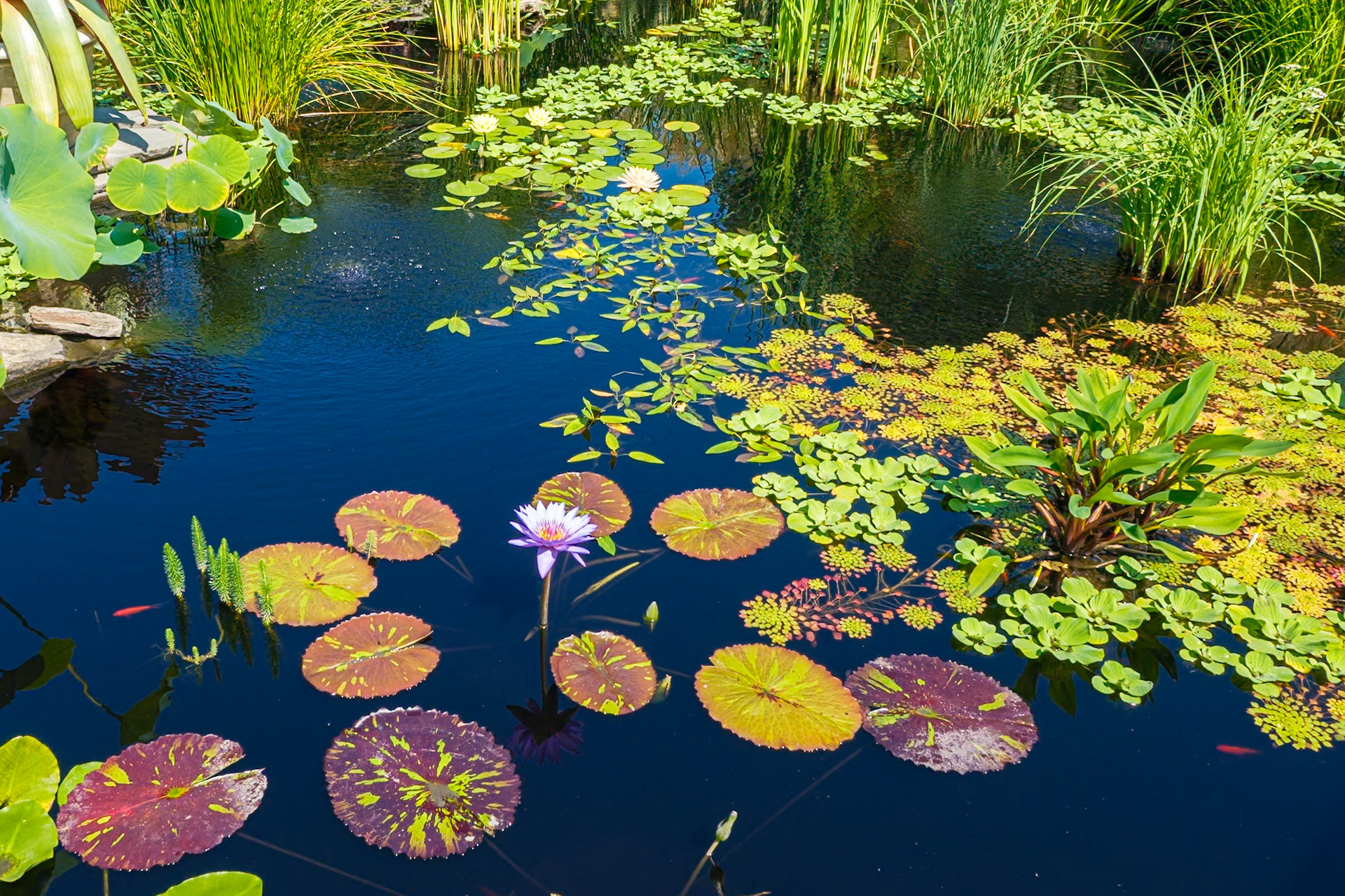 Water Lily Pond Flower at Wave Hill August 2024