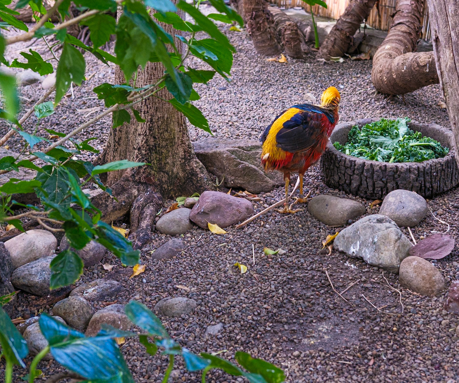 Rainbow Pheasant Havng Lunch