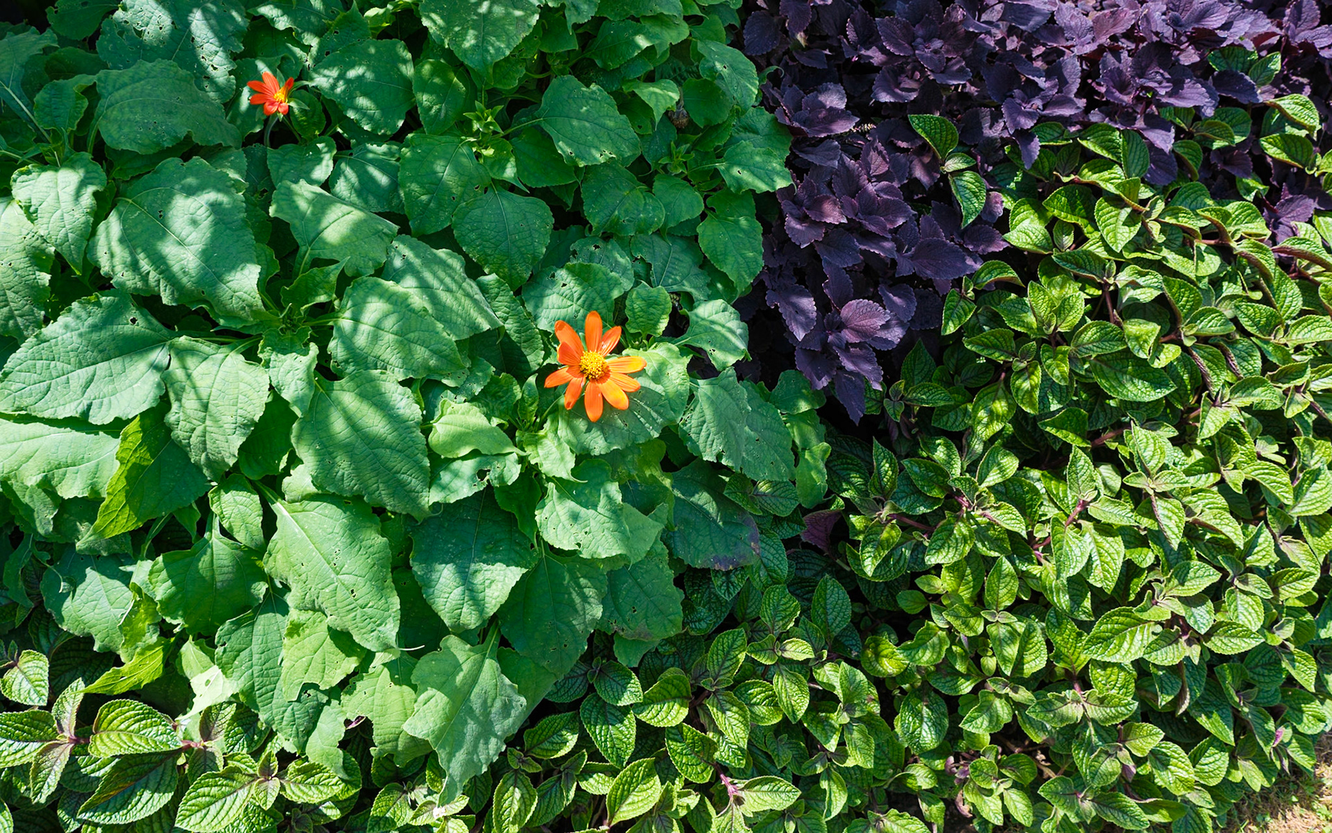 Orange 'Daisy' at Morris Arboretum August 2024