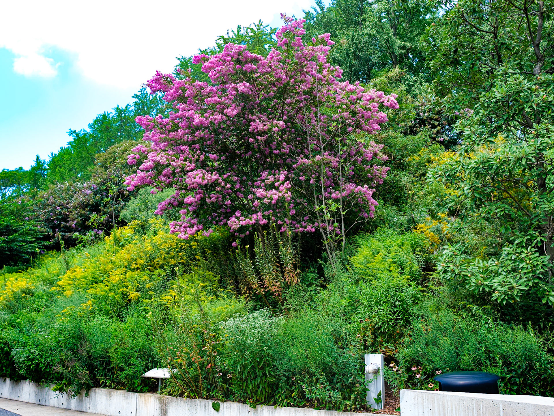 Flowering Bush on Hillside at Brooklyn Botanic