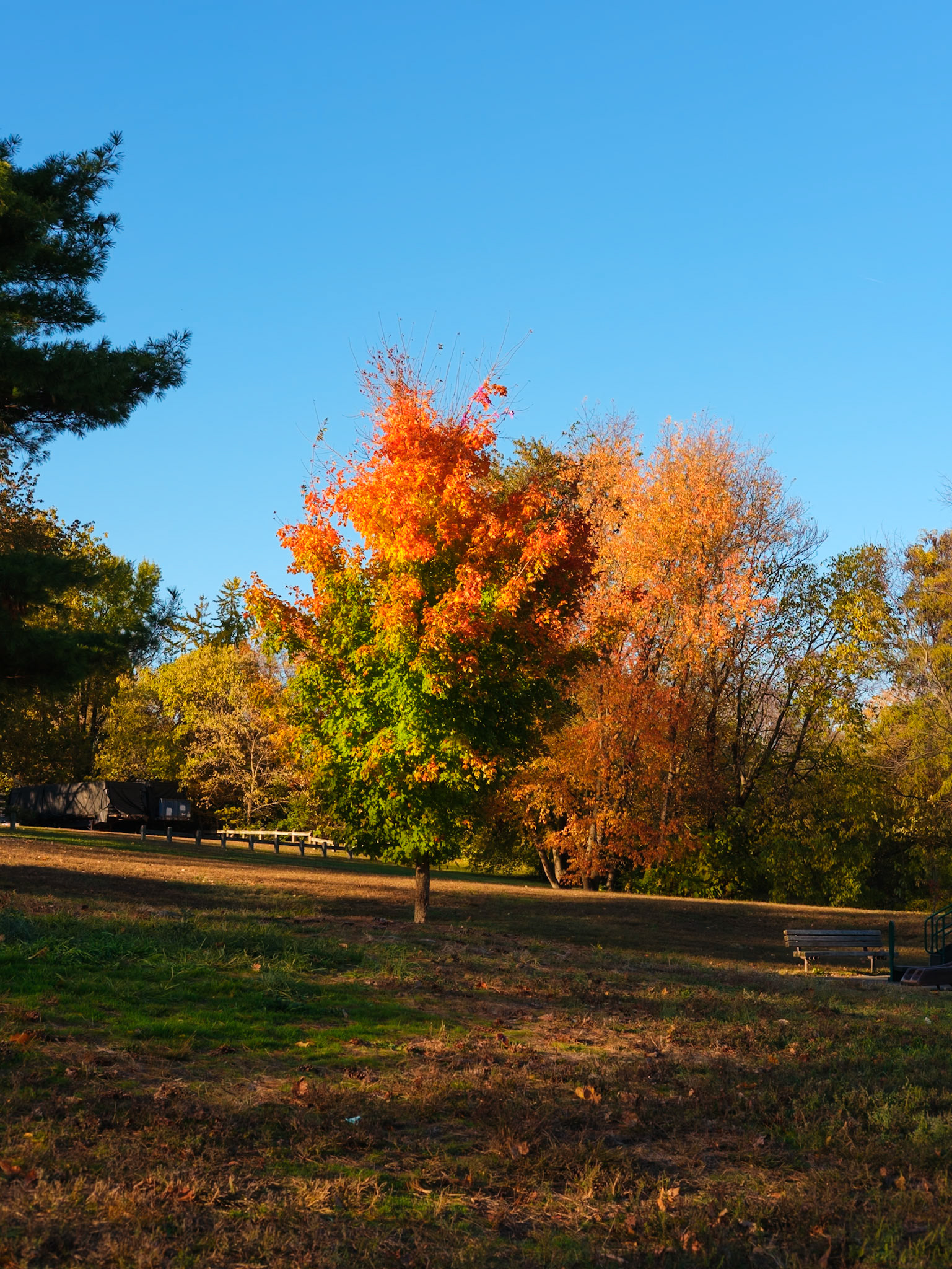 Little Cluster of colors on Lemon Hill