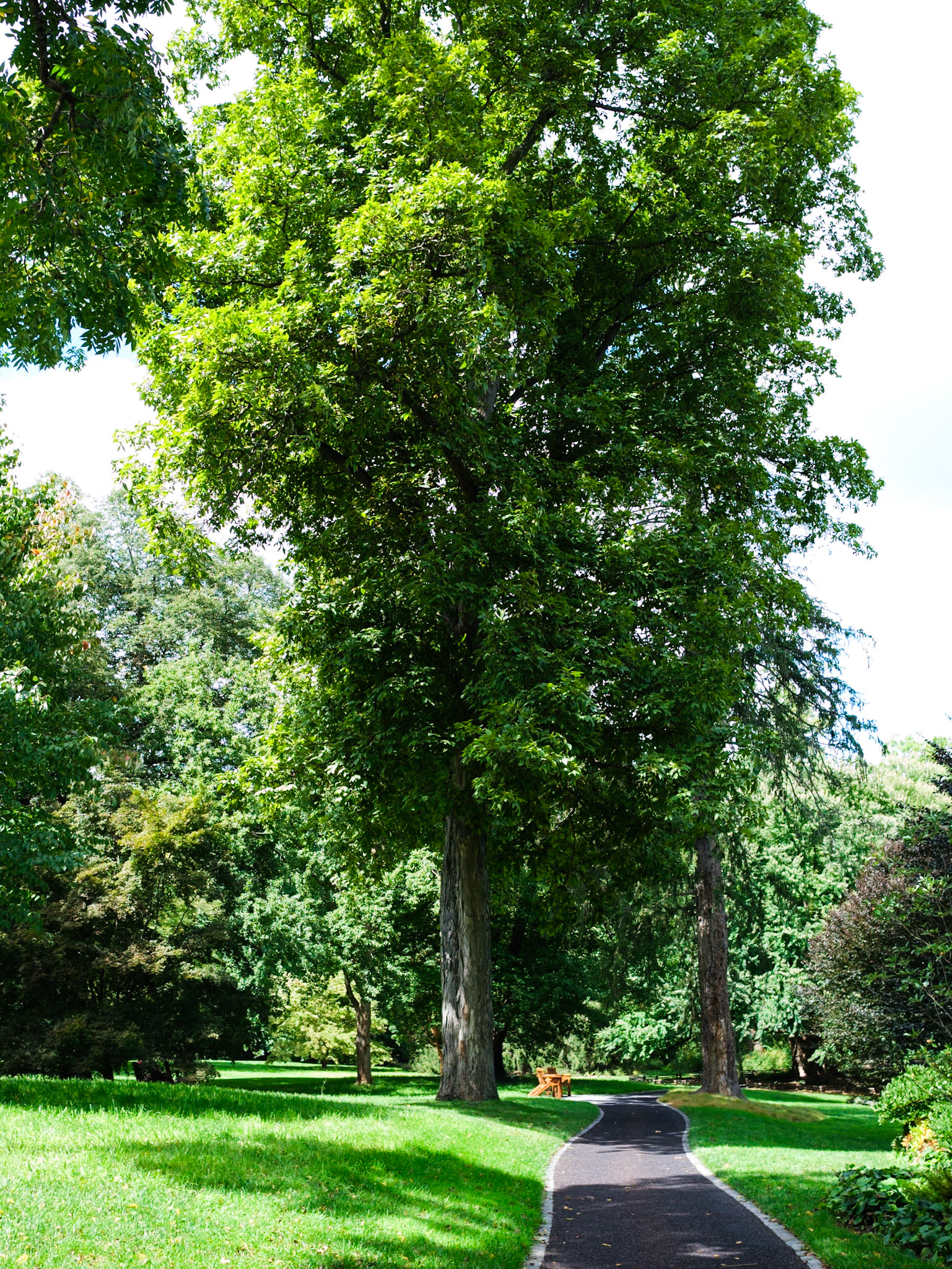 Tall Tree Along Walkway at Chanticleer
