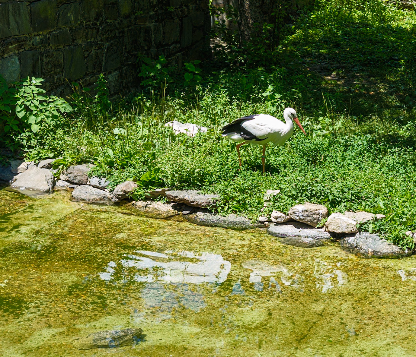 Side Profile of a Stork