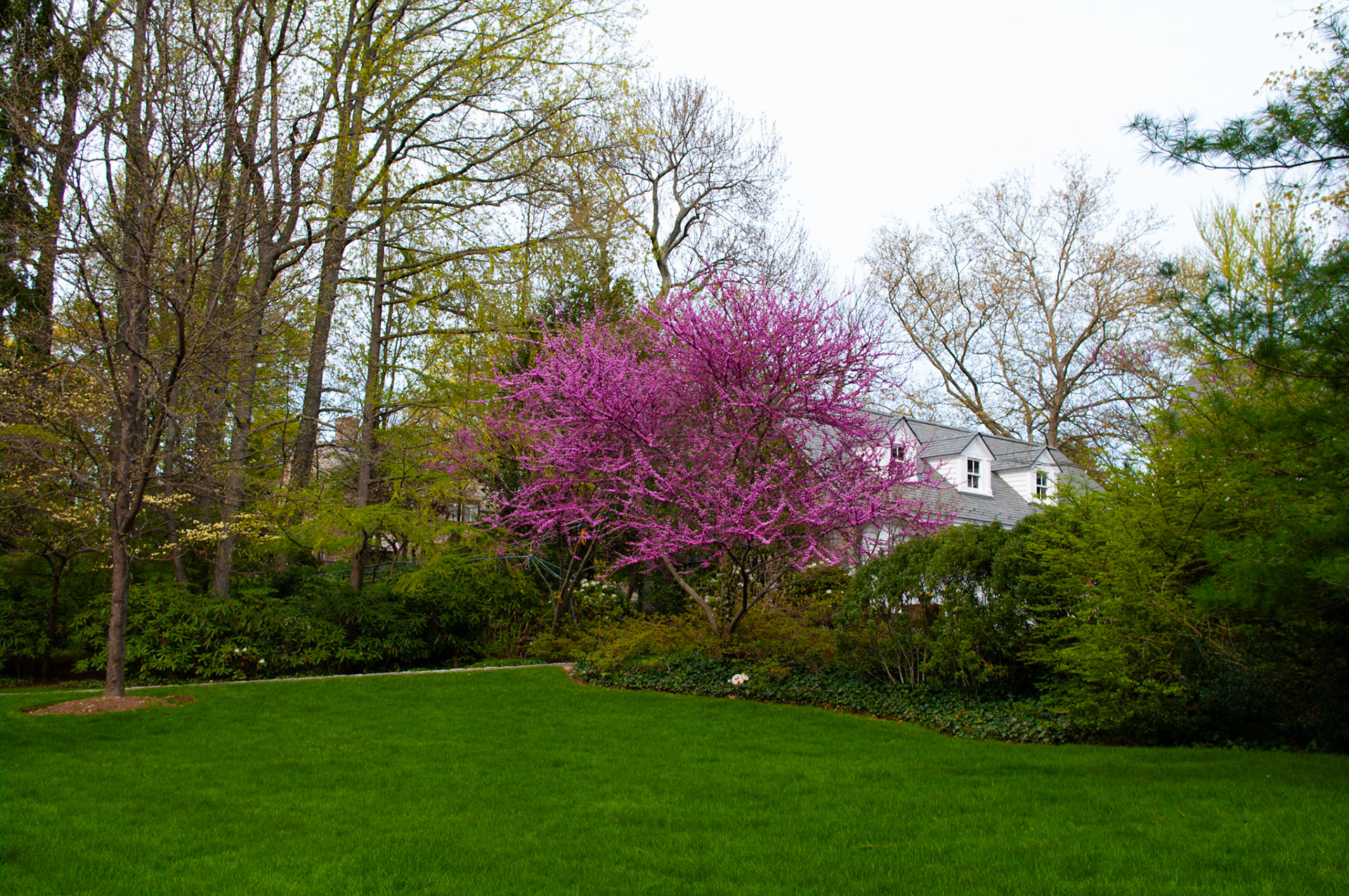 Spring Blossom in Riverside part of Greenwich