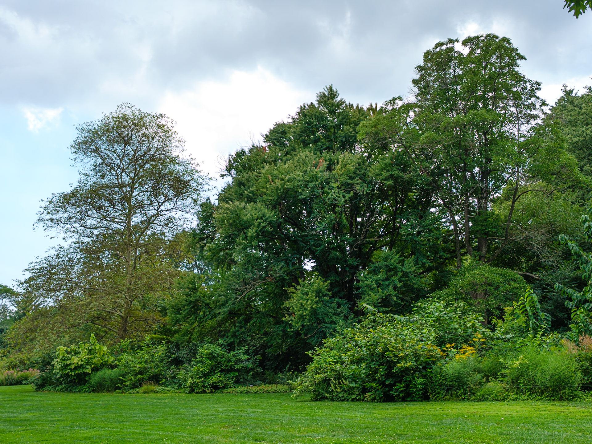 Meadow Trees at Brooklyn Botanic